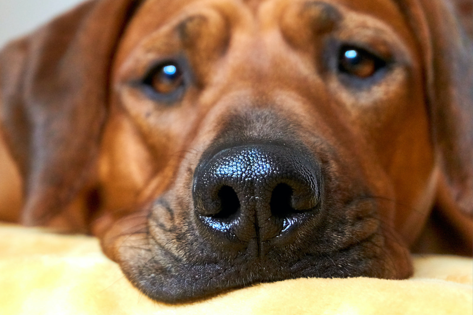 Dog Runny Nose What Causes It and When To Be Concerned Pet Honesty