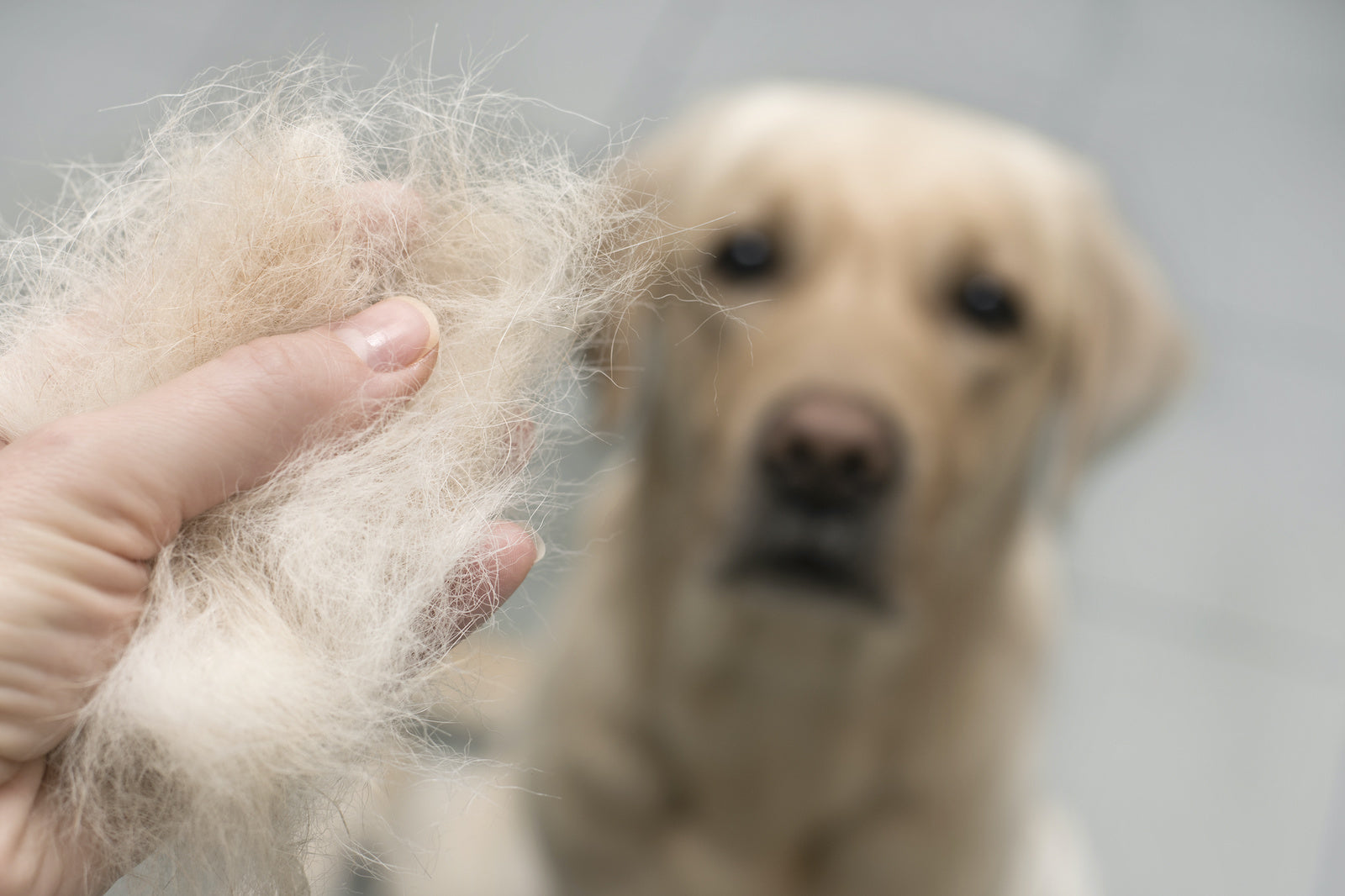 Chihuahua losing hair fashion on chest