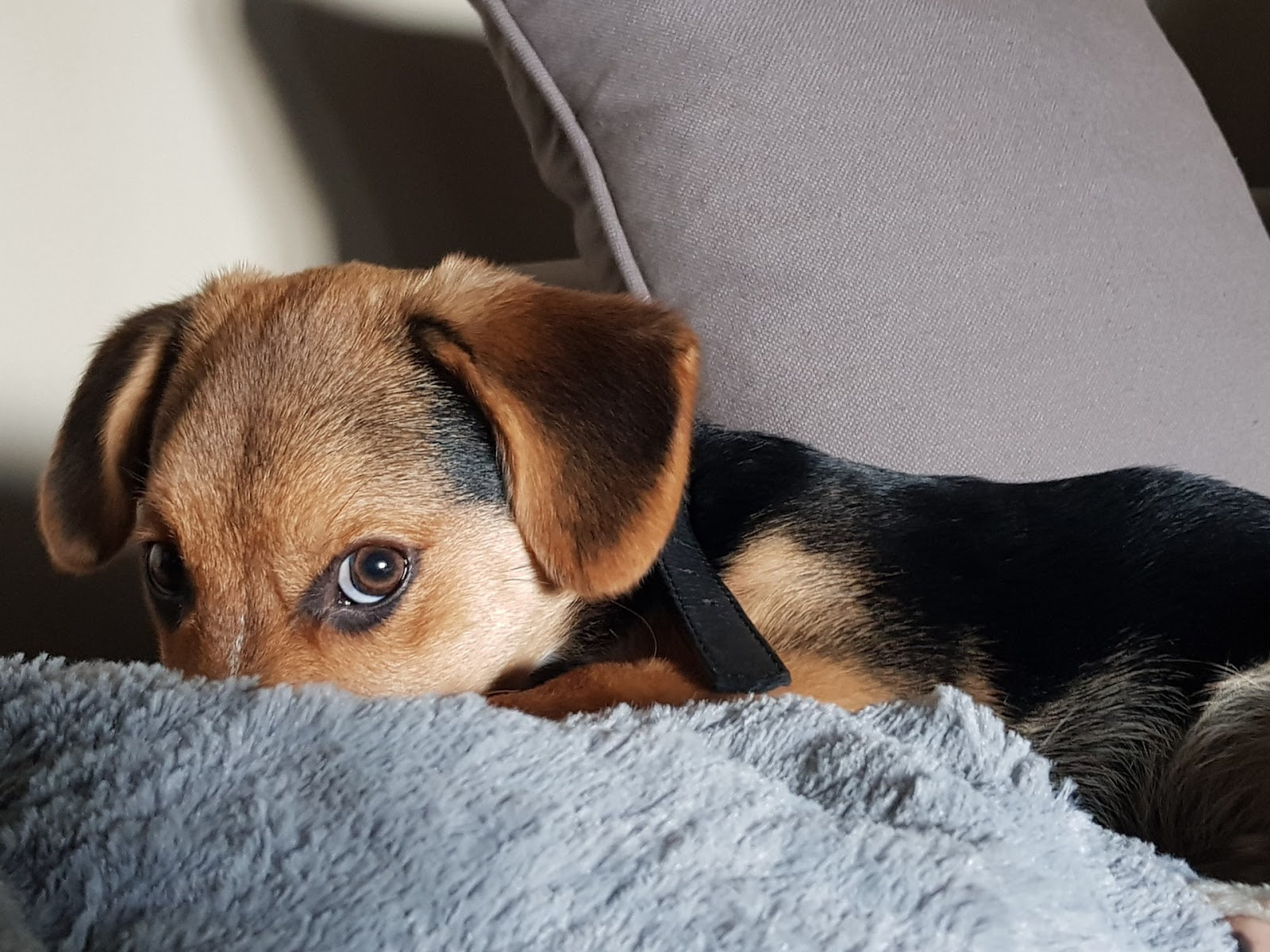 Dog not shops eating throwing up