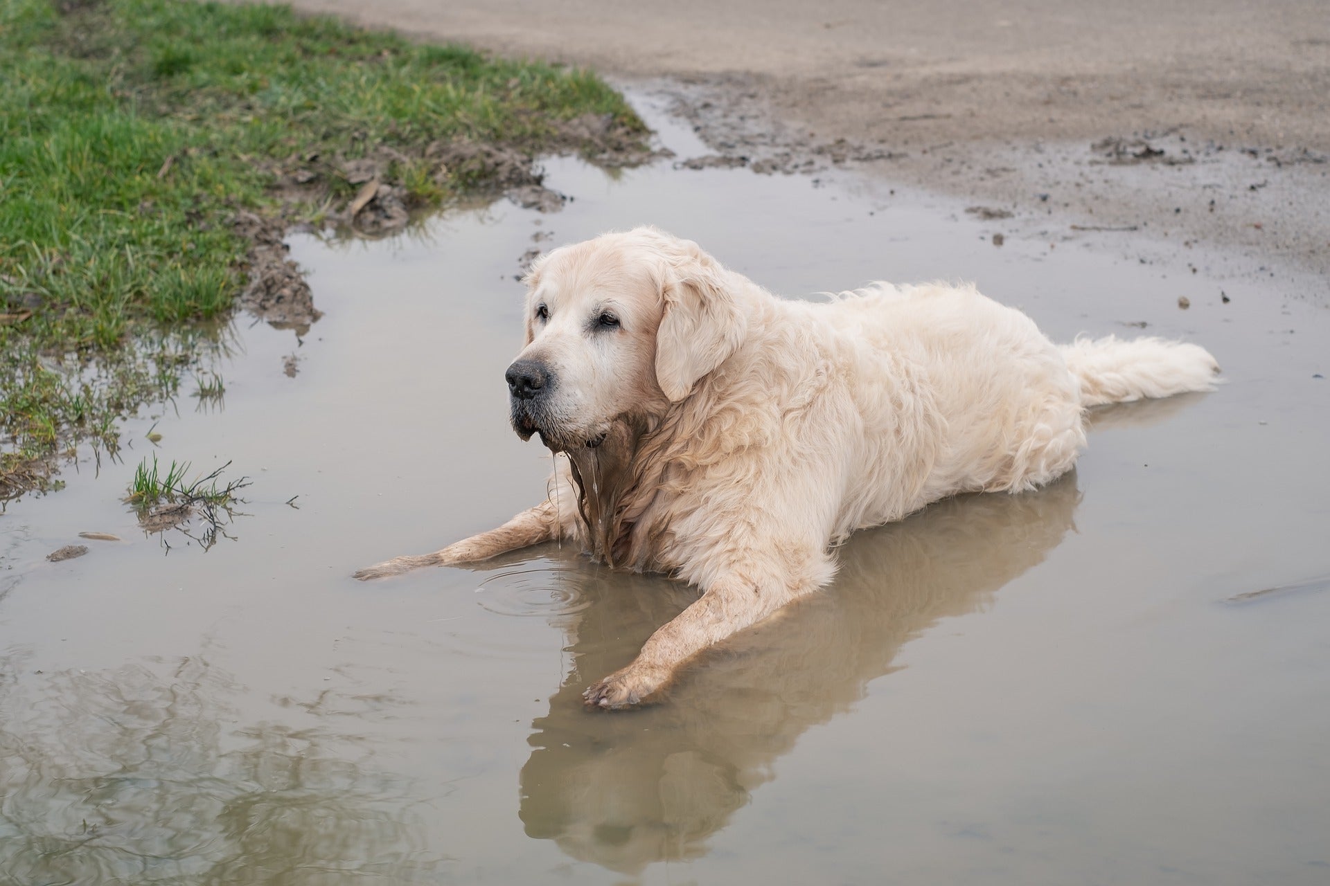 Giardia powder for dogs best sale