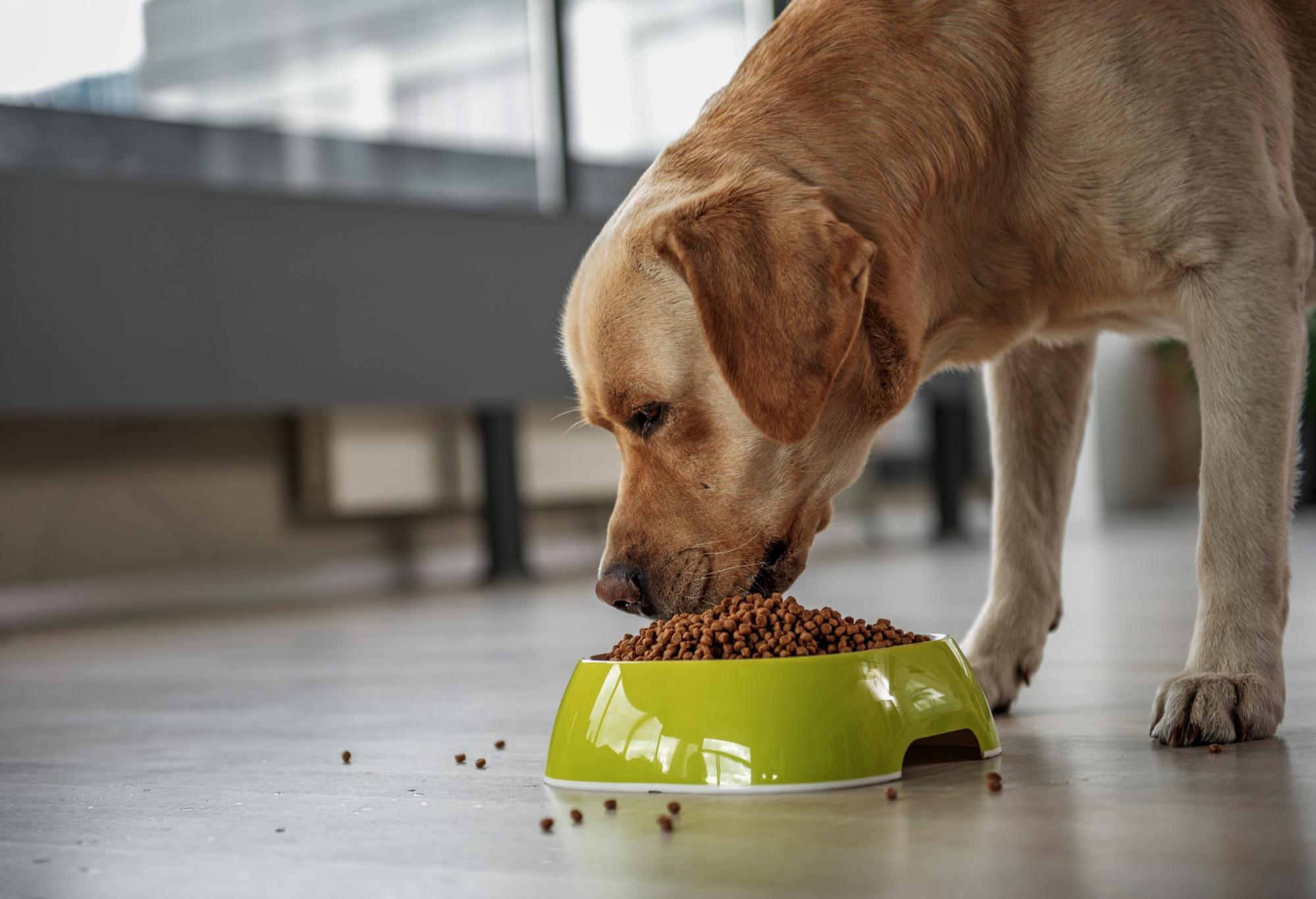 Choosing Senior Dog Food for Your Old Pet Updated 2023 Pet Honesty