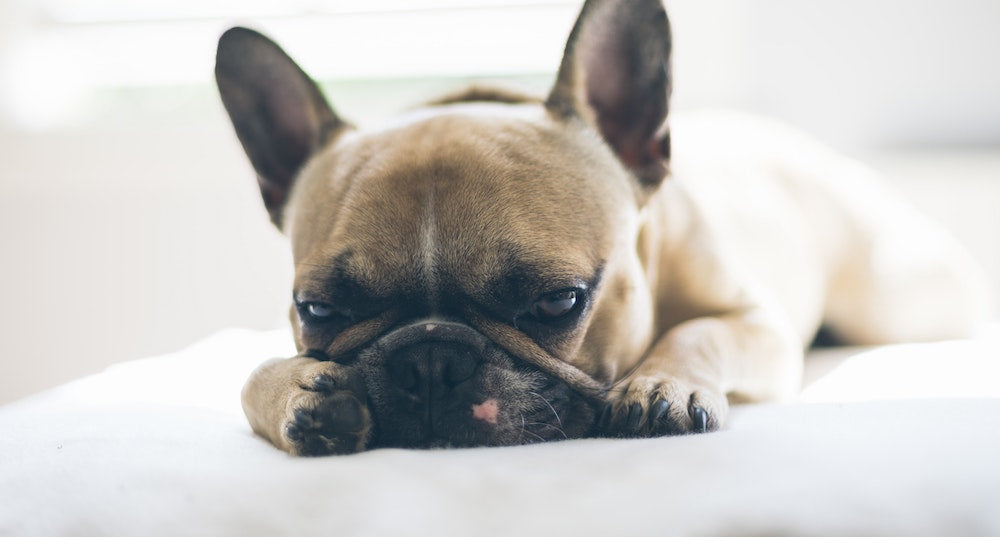 What To Do If Your Dog Eats Too Much Pet Honesty