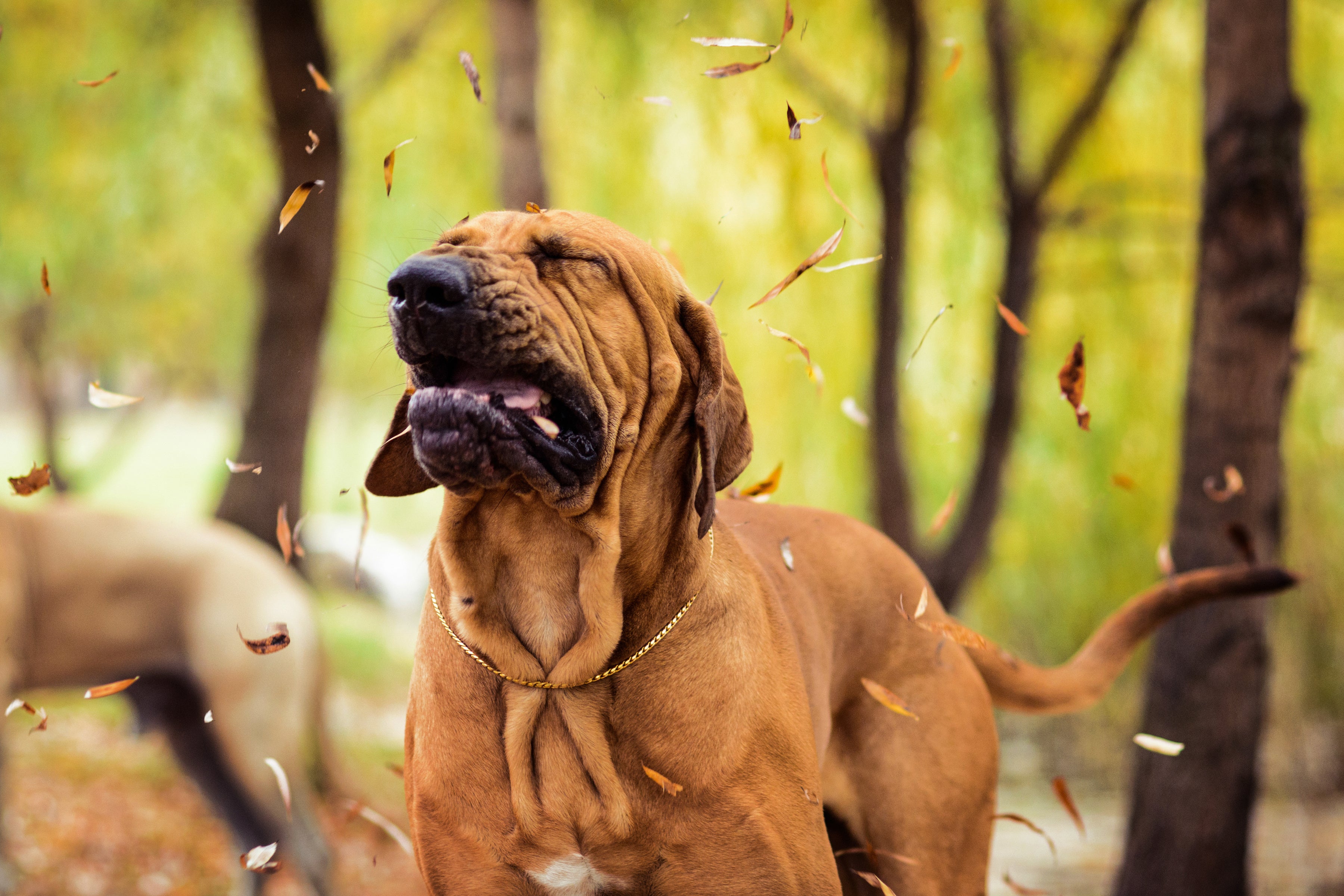 dog keeps sneezing