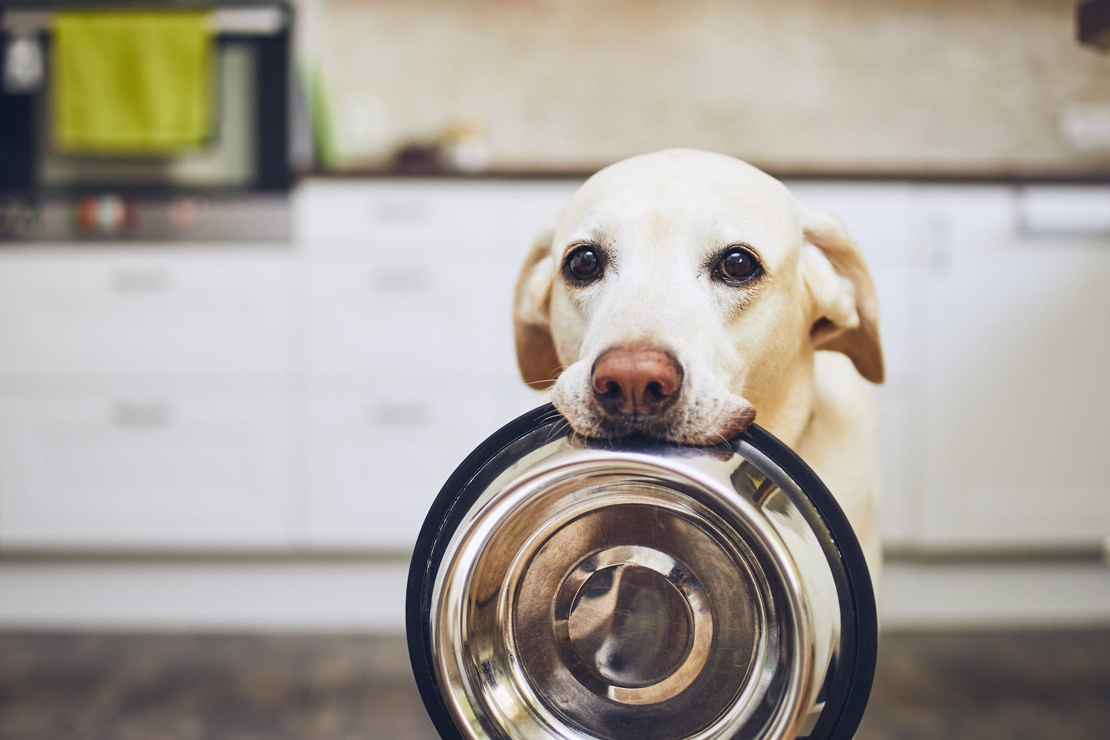 How to Choose a Low-Sodium Dog Food for Your Pet