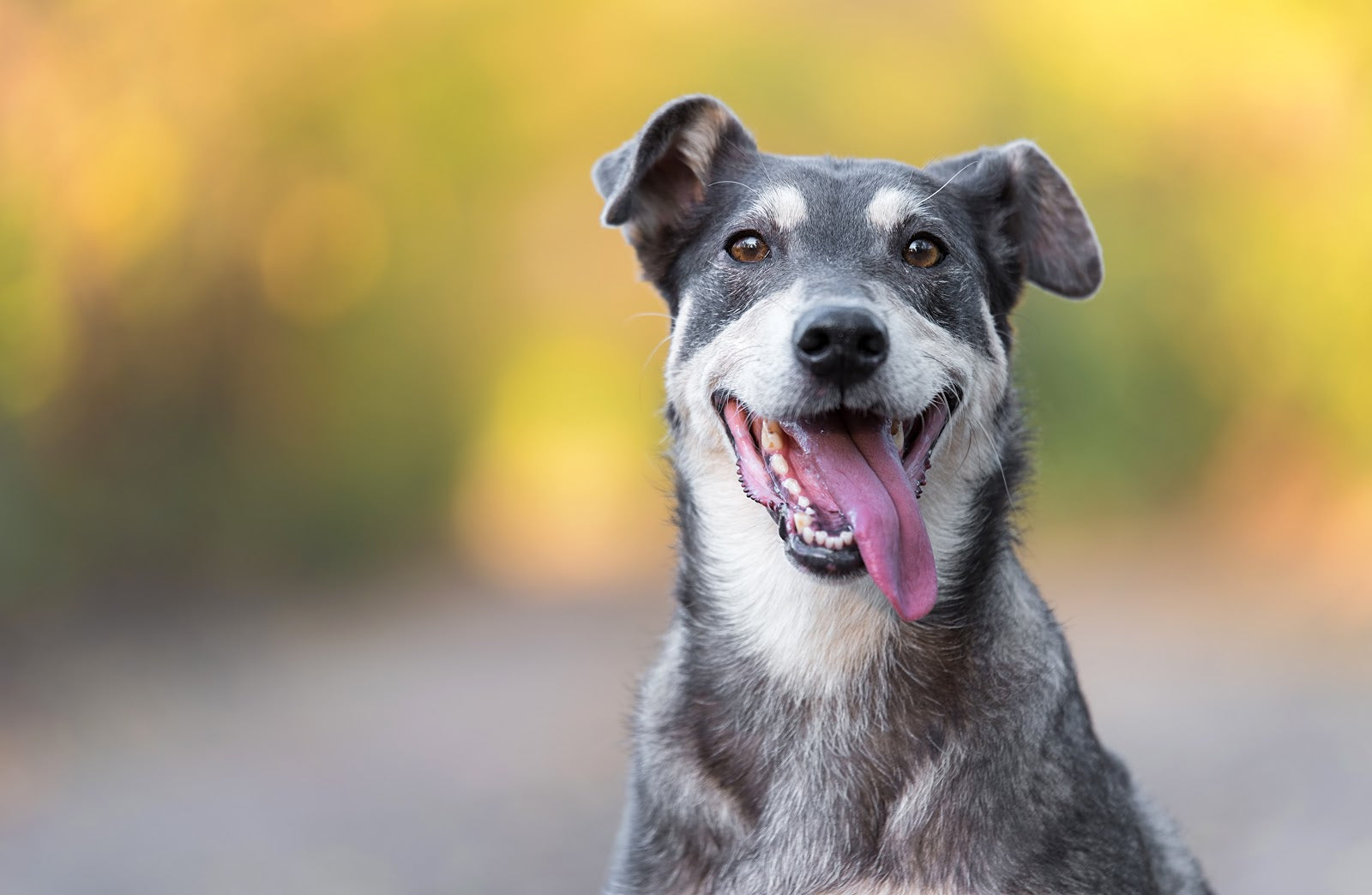 Is There a Natural Option For Dog Joint Discomfort?