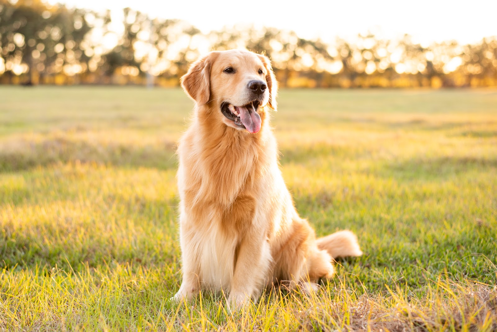 Natural Ways To Help With Your Dog's Diarrhea