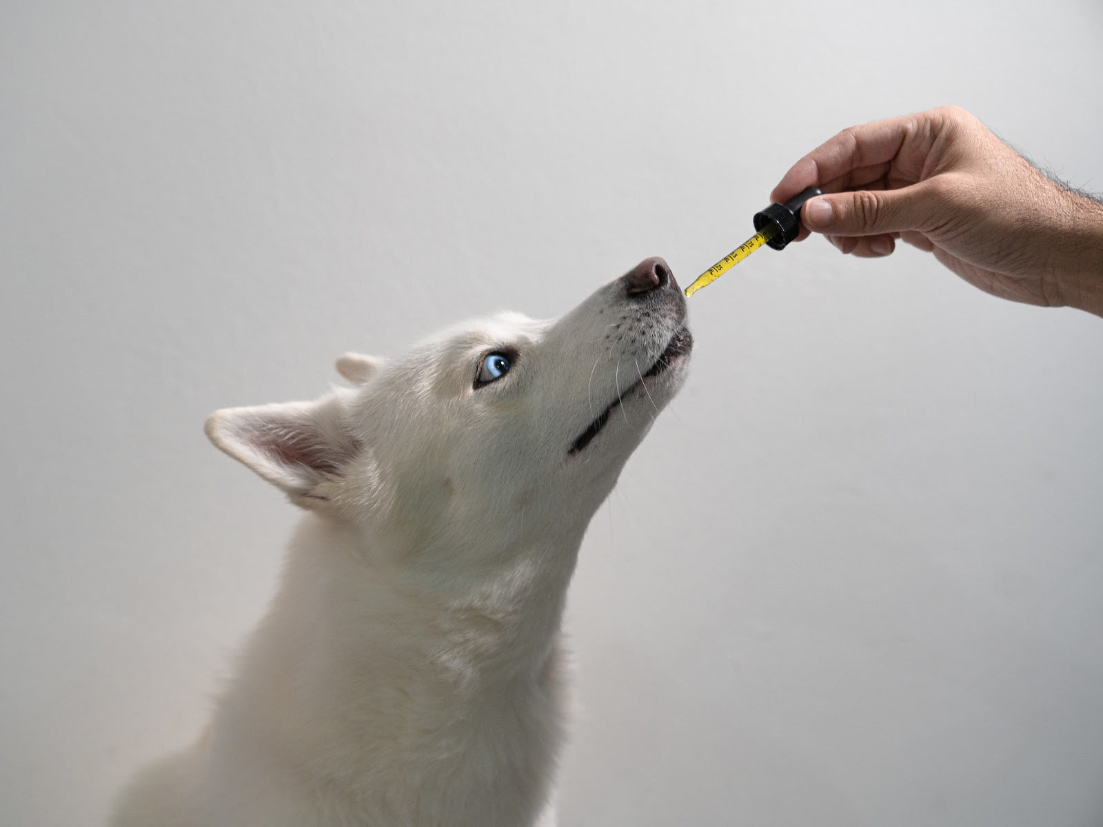 How Much Hemp Oil Should I Give My Dog?