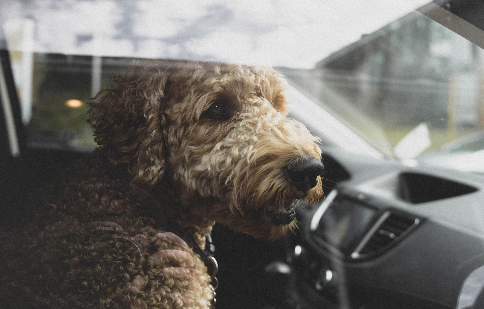 Dog gets sick in car.