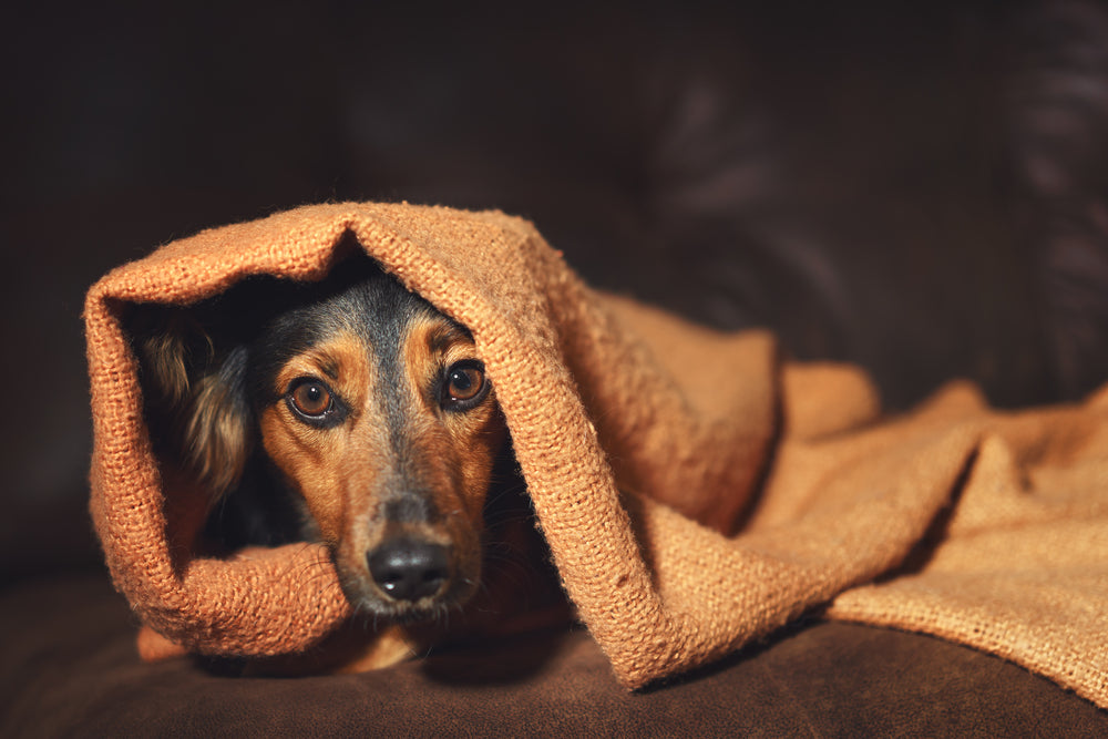 Hemp Oil for Dog Anxiety