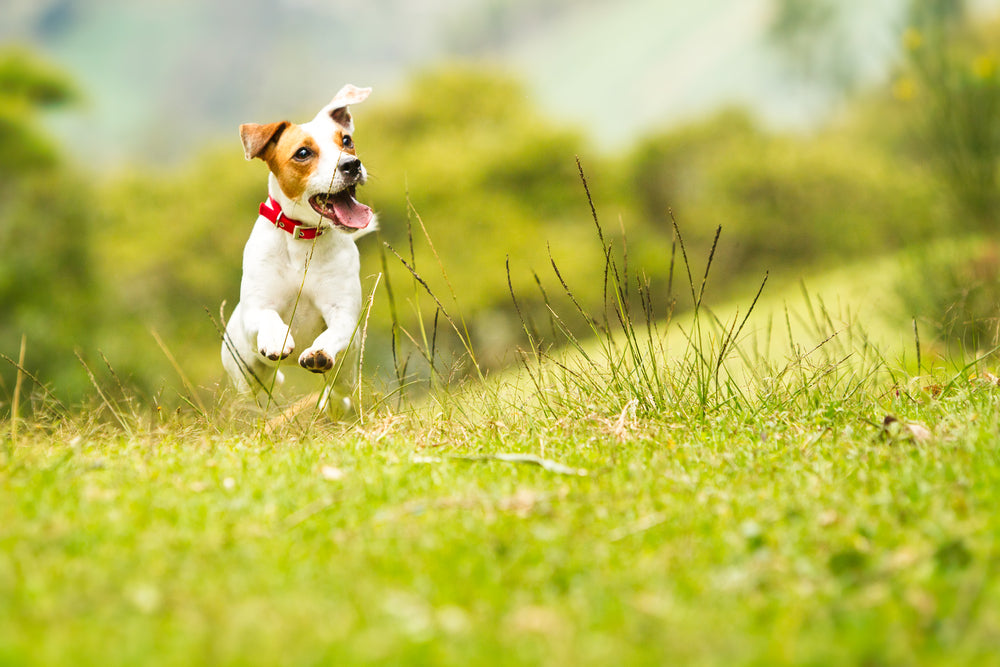 HIP SUPPORT FOR DOGS