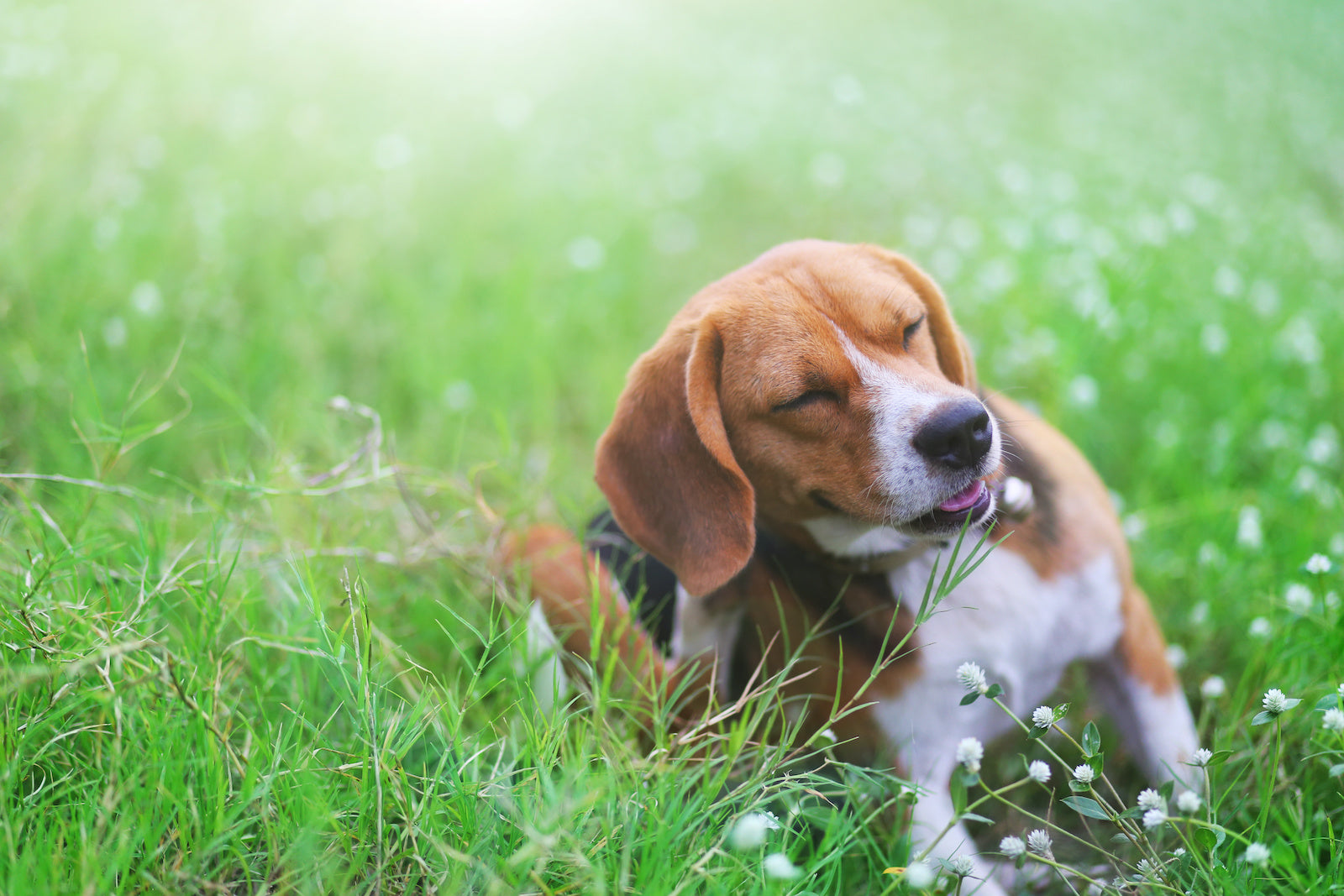 A beagle dog itching himself in the grass