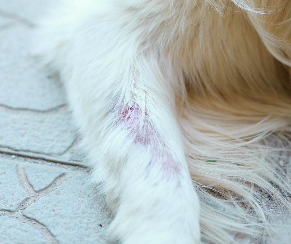 Dog with ringworm