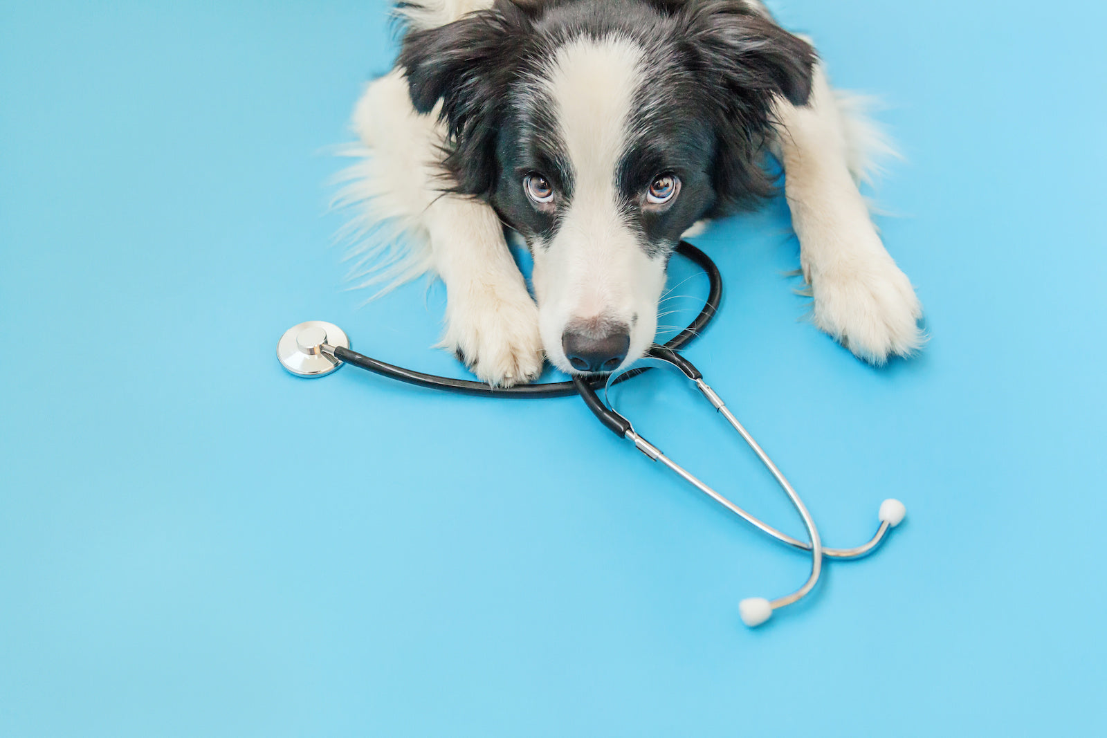 Dog wheezing: A border collie with a stethoscope