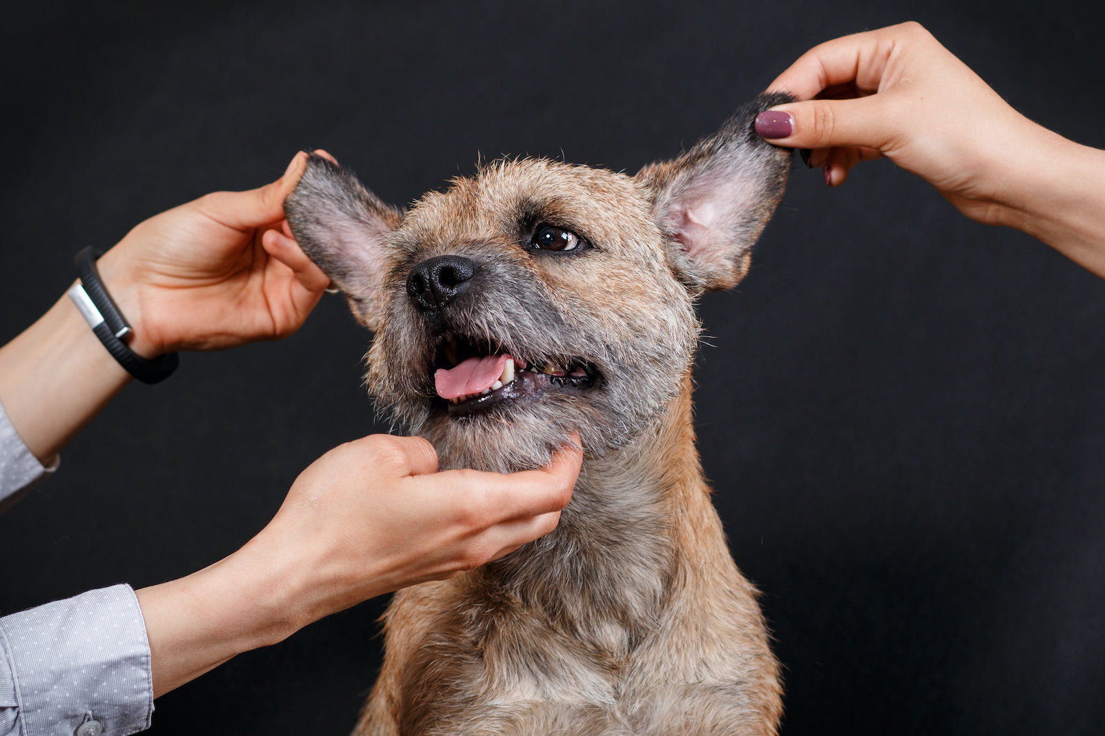 Hands inspects a terrier's ears and face for dog mites