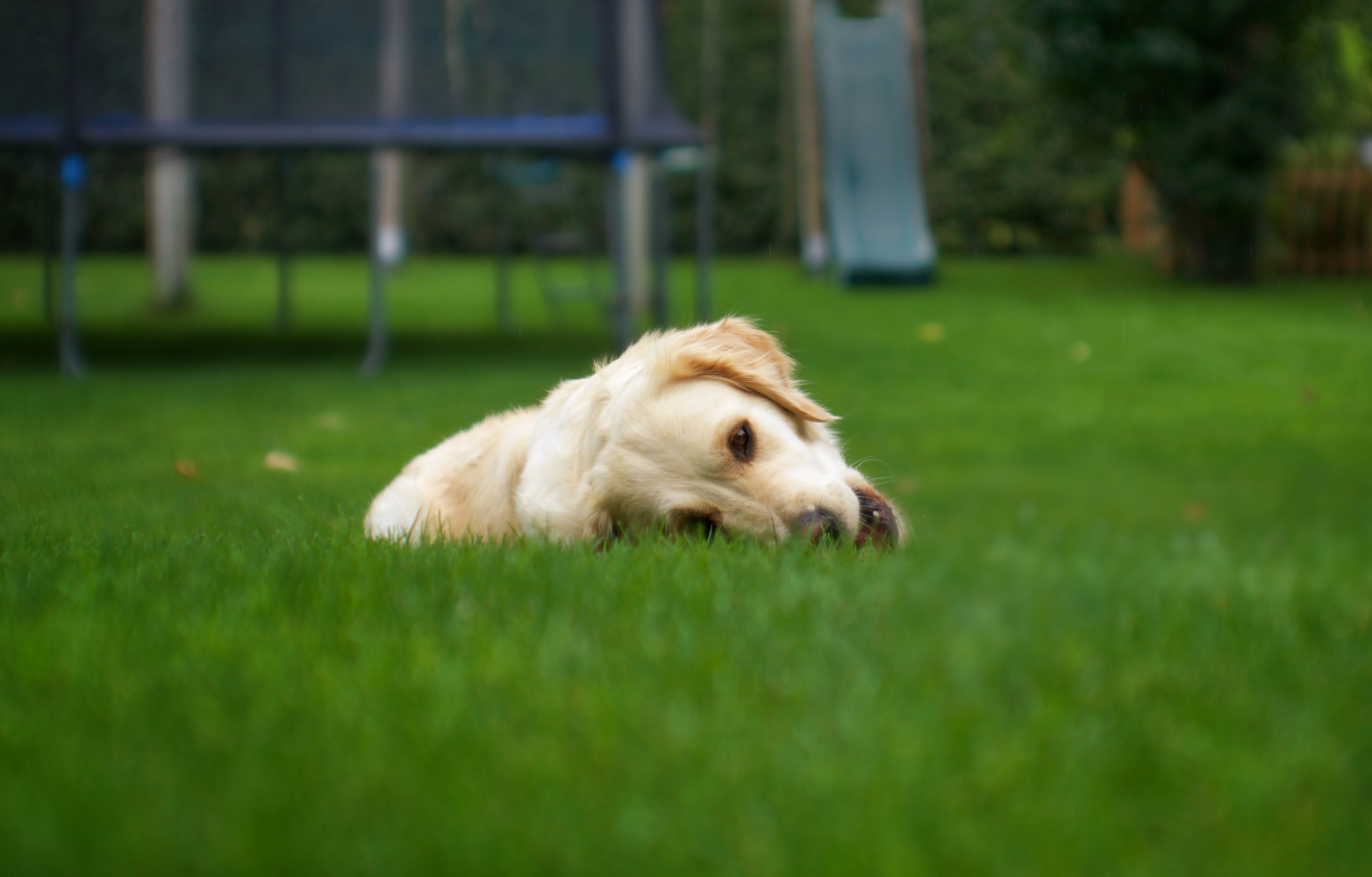 Why do dogs eat grass?