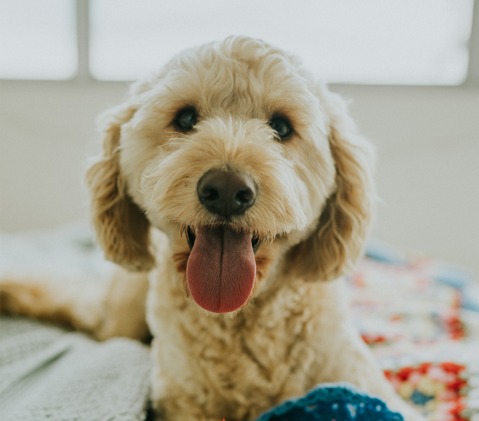 Prebiotics for Dogs: What are They and What Do They Do?