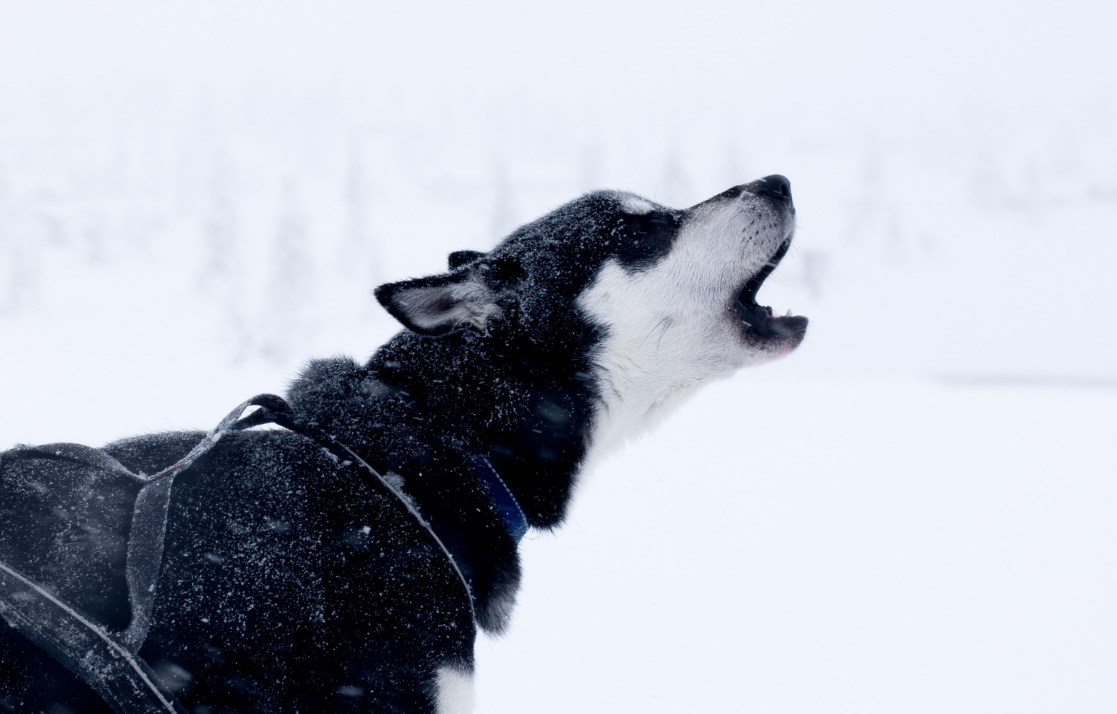 Why do dogs howl?