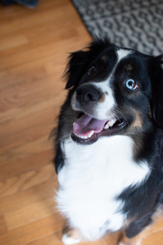 How Dog Dental Powders Help Target Bad Breath and Yellow Teeth