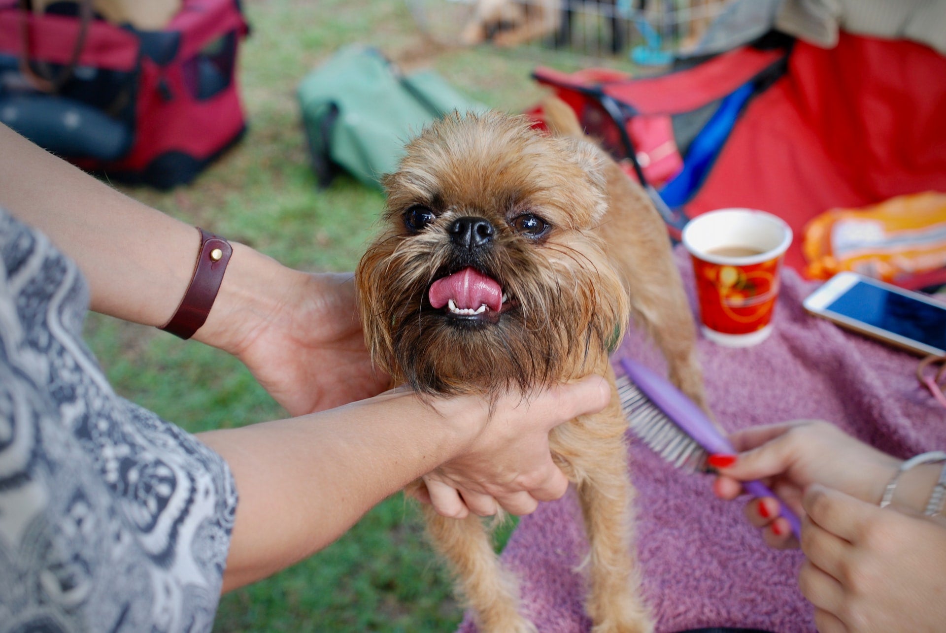 Summer Grooming Tips for Dogs