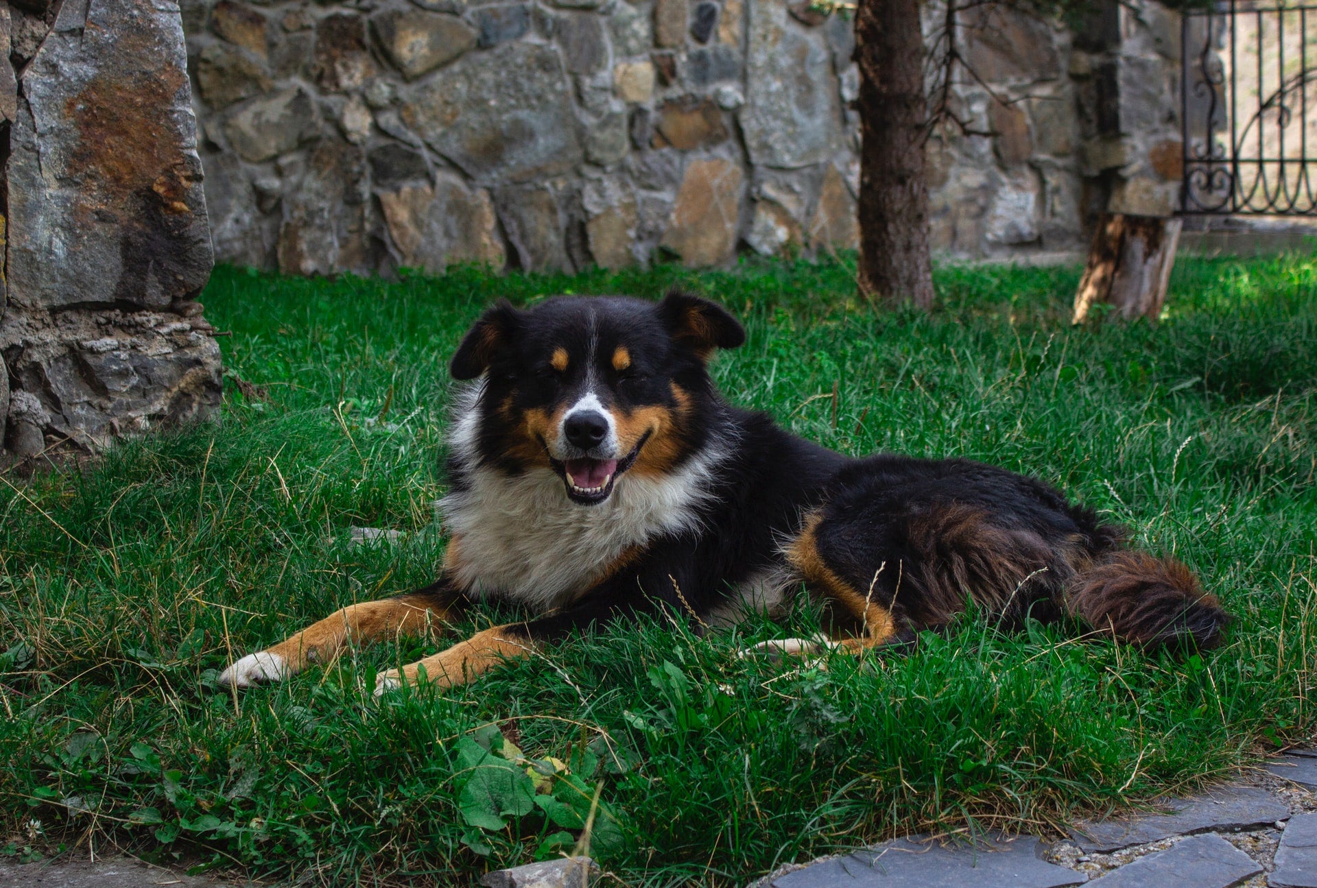 Creating and Maintaining a Dog-Friendly Yard