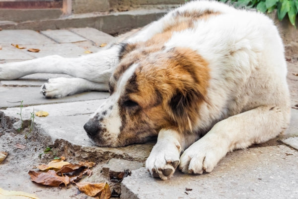 alabai-dog-resting-ground-central-asian-shepherd-breed