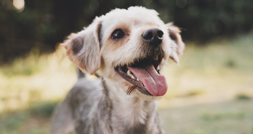 The Benefits Of B-Vitamins For Dogs