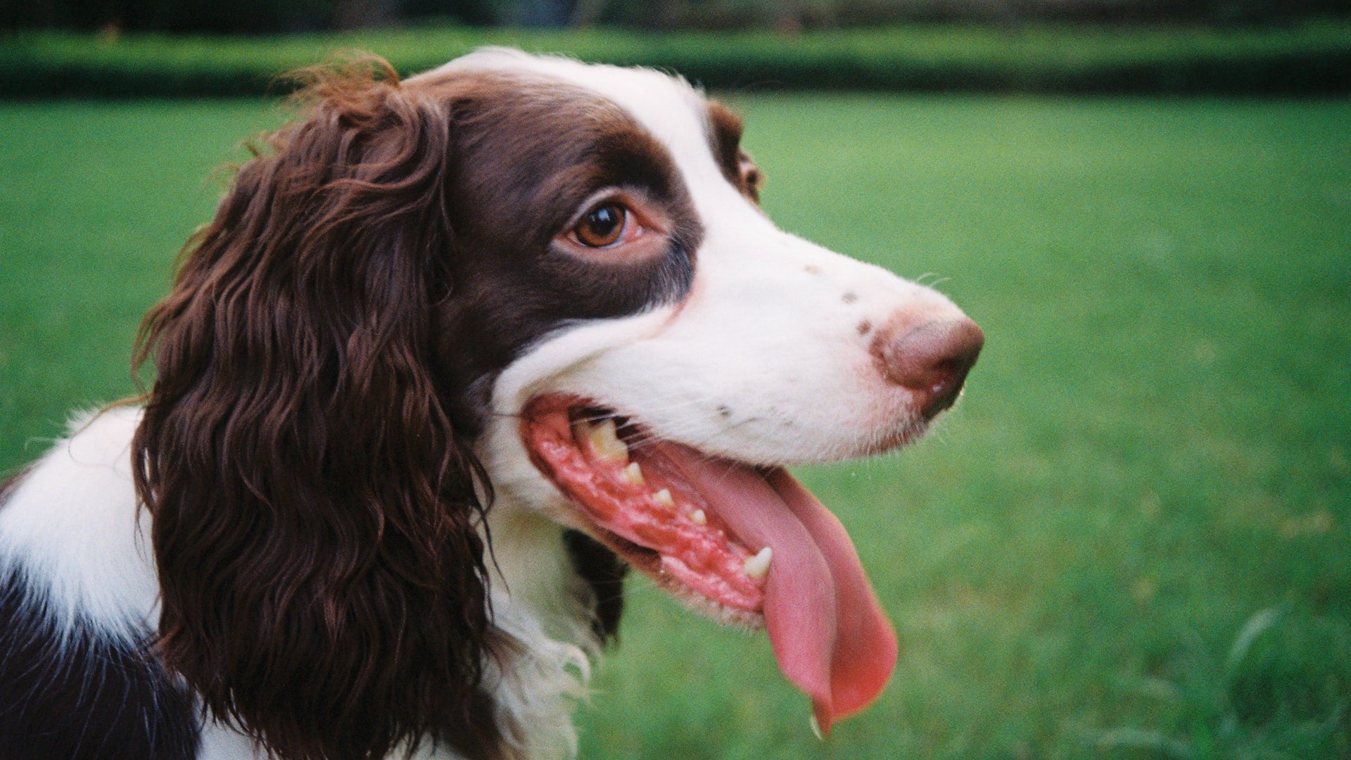 Common Dental Problems in Dogs