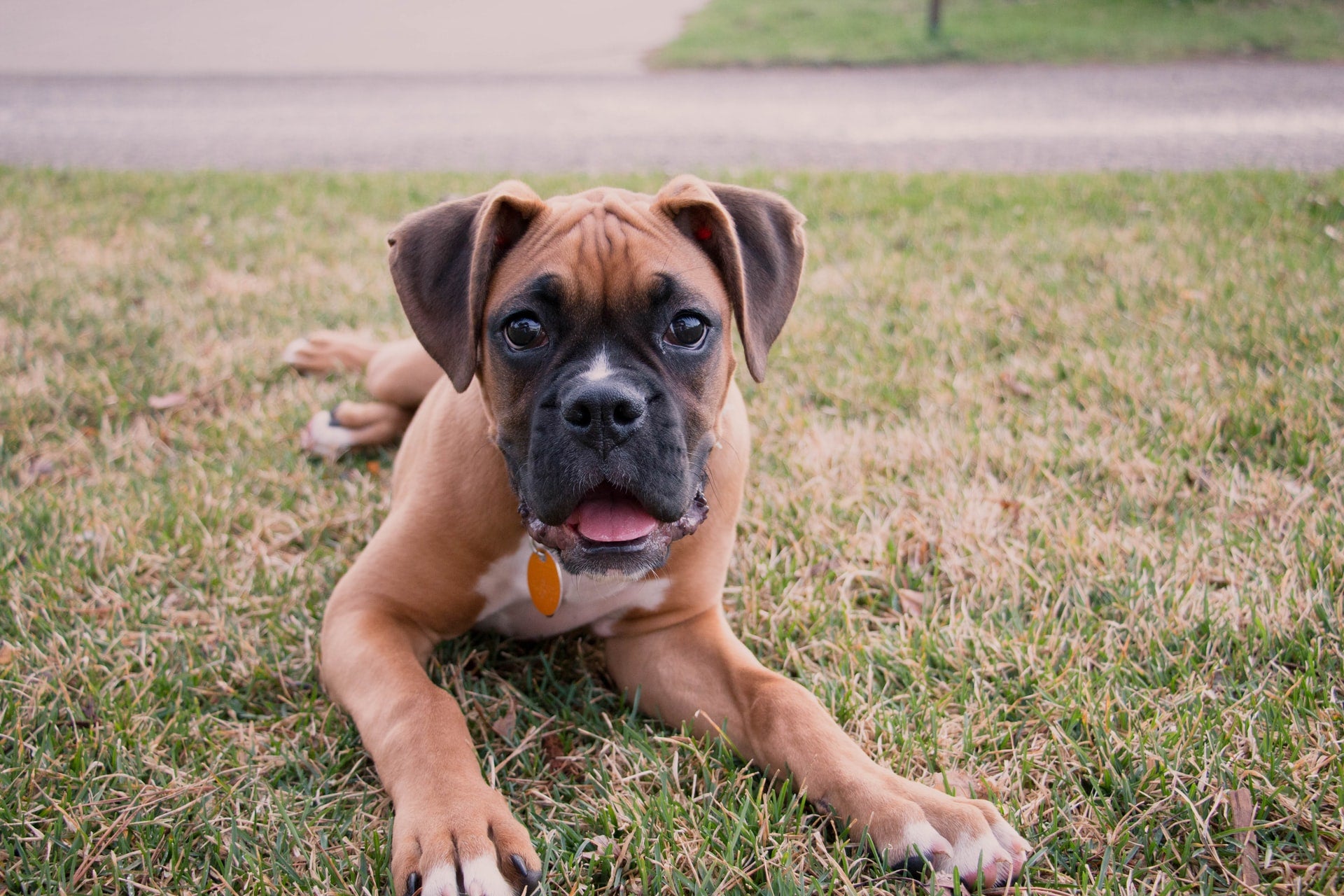 5 Tips to Keep Dog Pee from Ruining Your Lawn