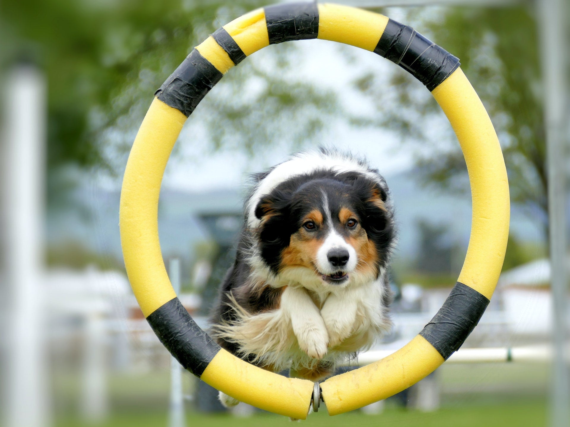 Everything You Need to Know About Dogs and Exercise