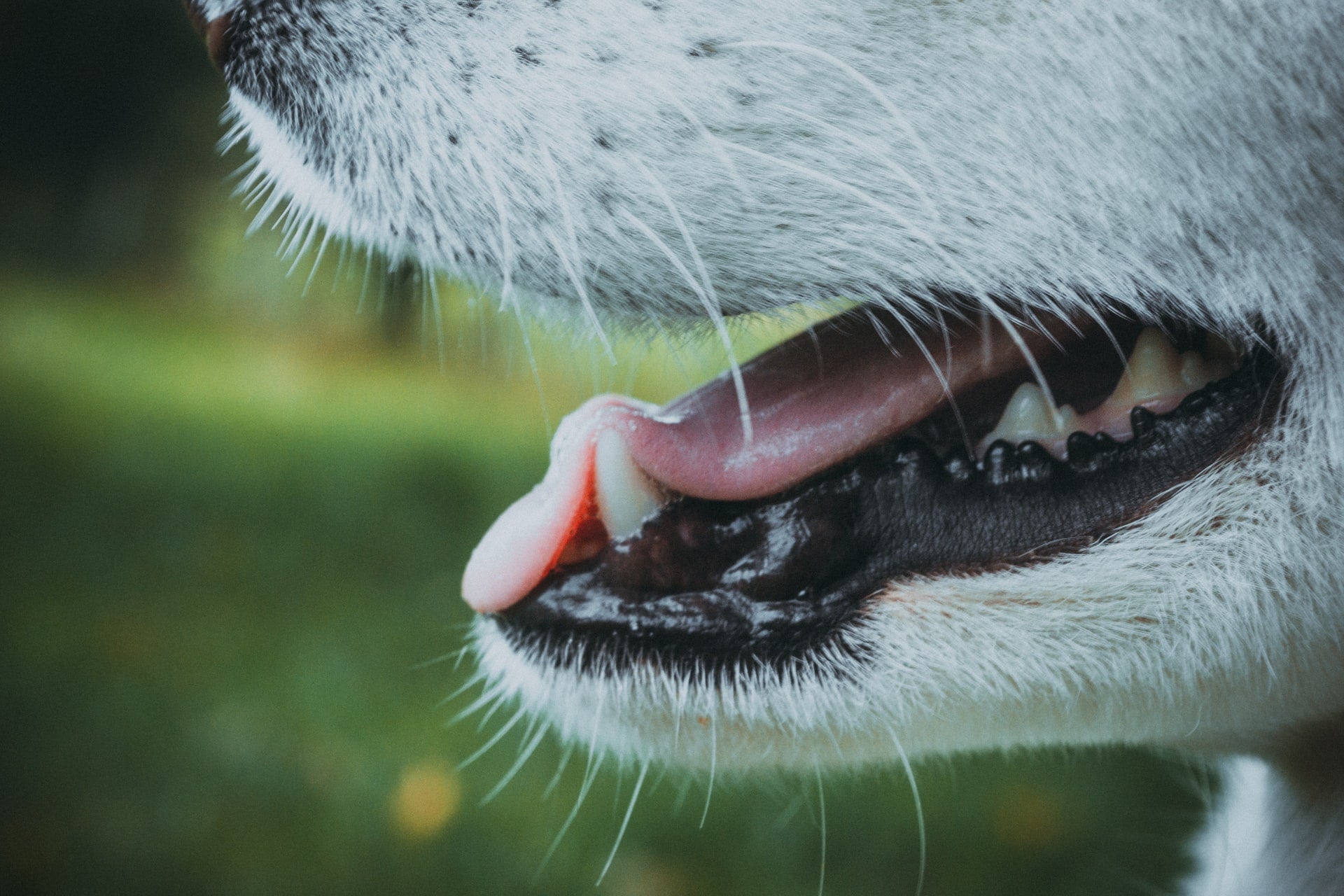 Is a Dog’s Mouth Really Cleaner Than a Human’s?