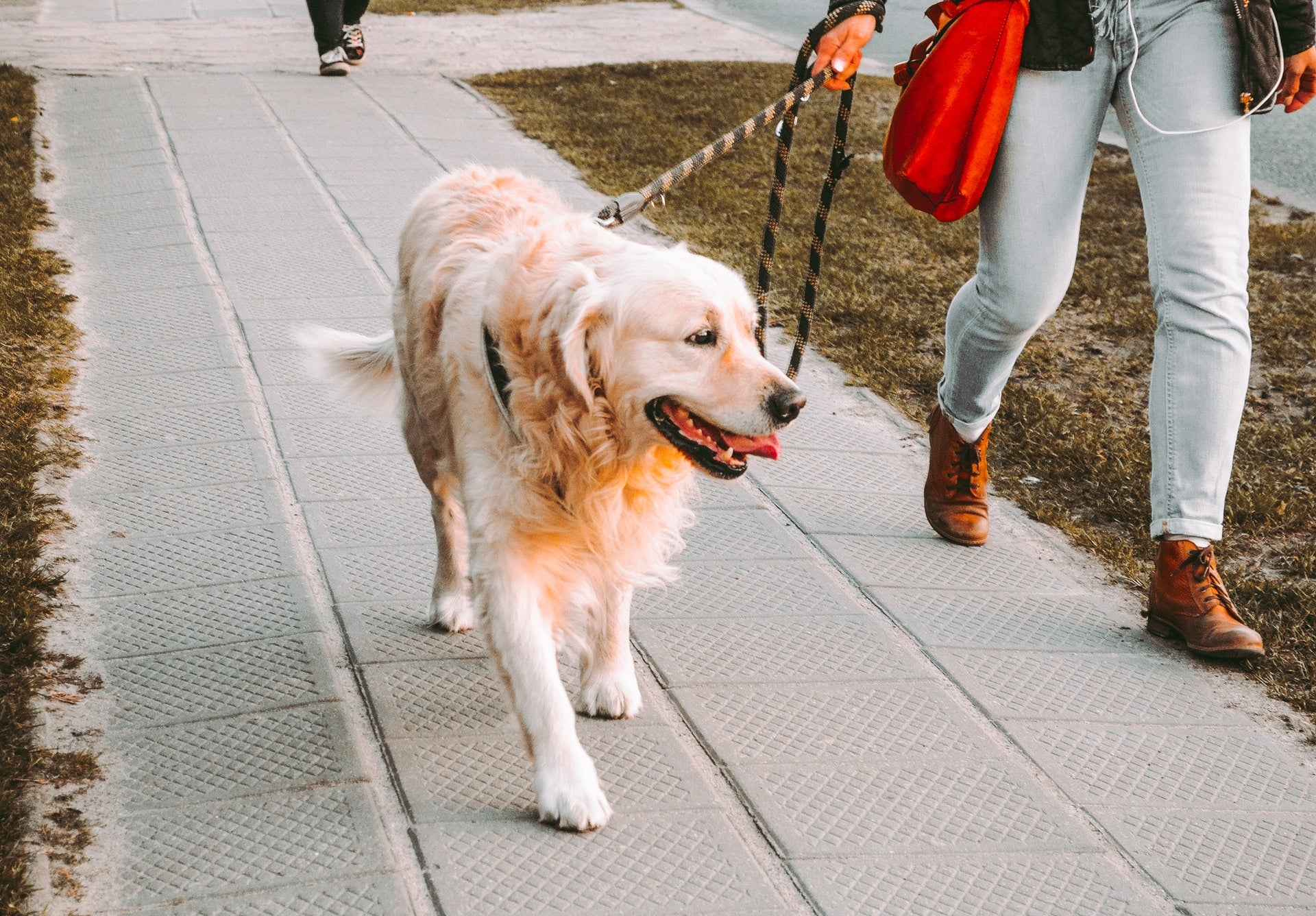 Tips for Better Walks With Your Dog