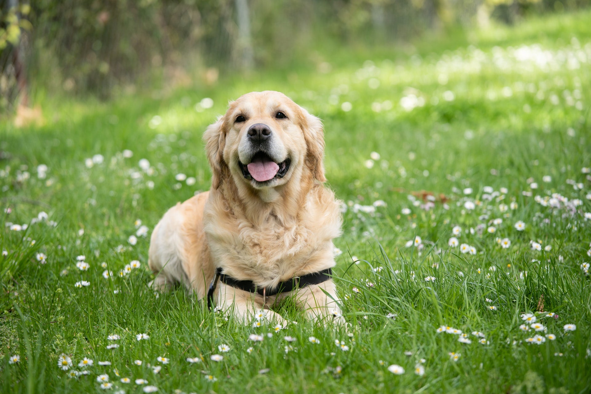 What is DL-Methionine for Dogs?