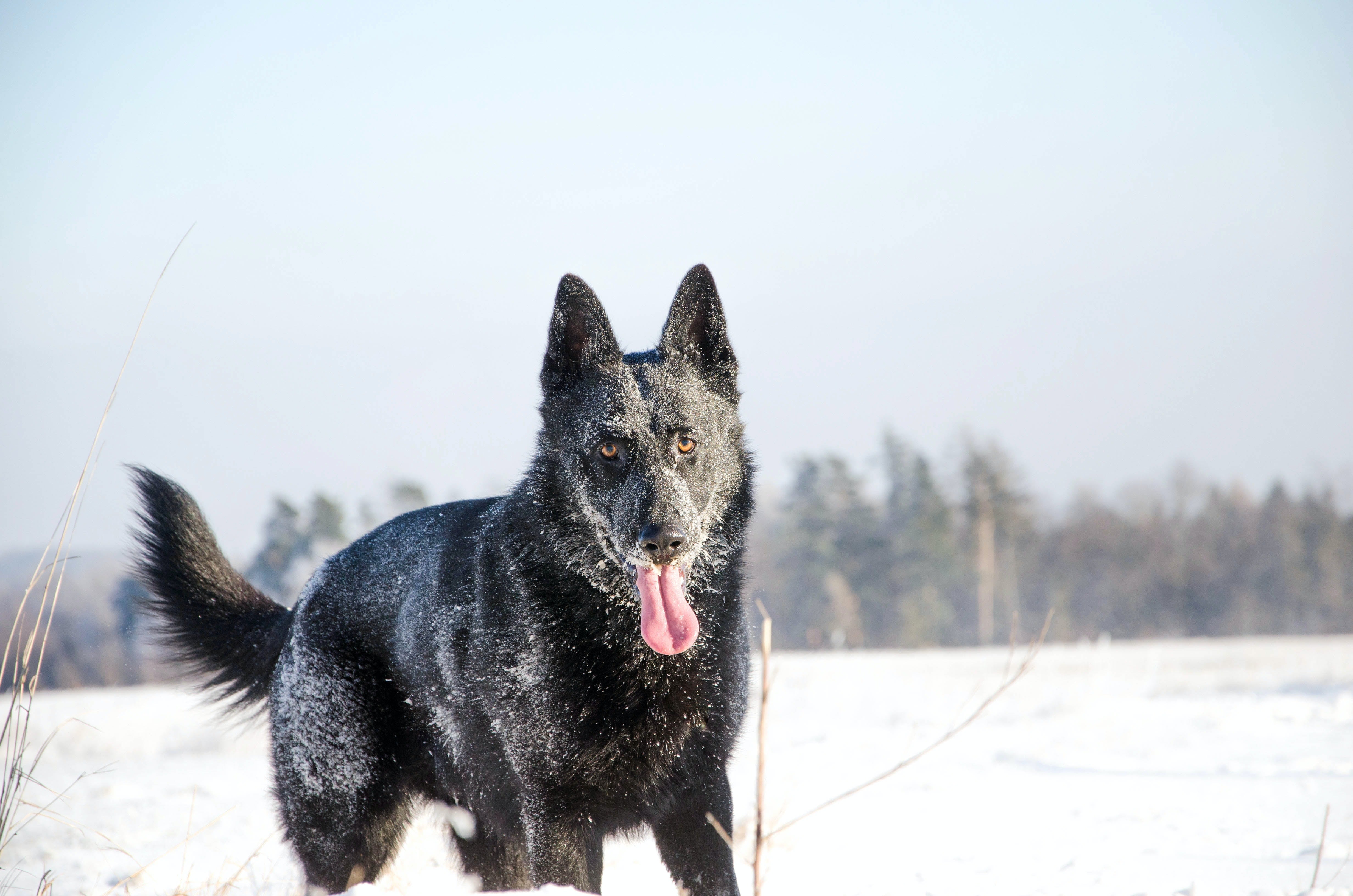 What Does a Wagging Tail Really Mean?