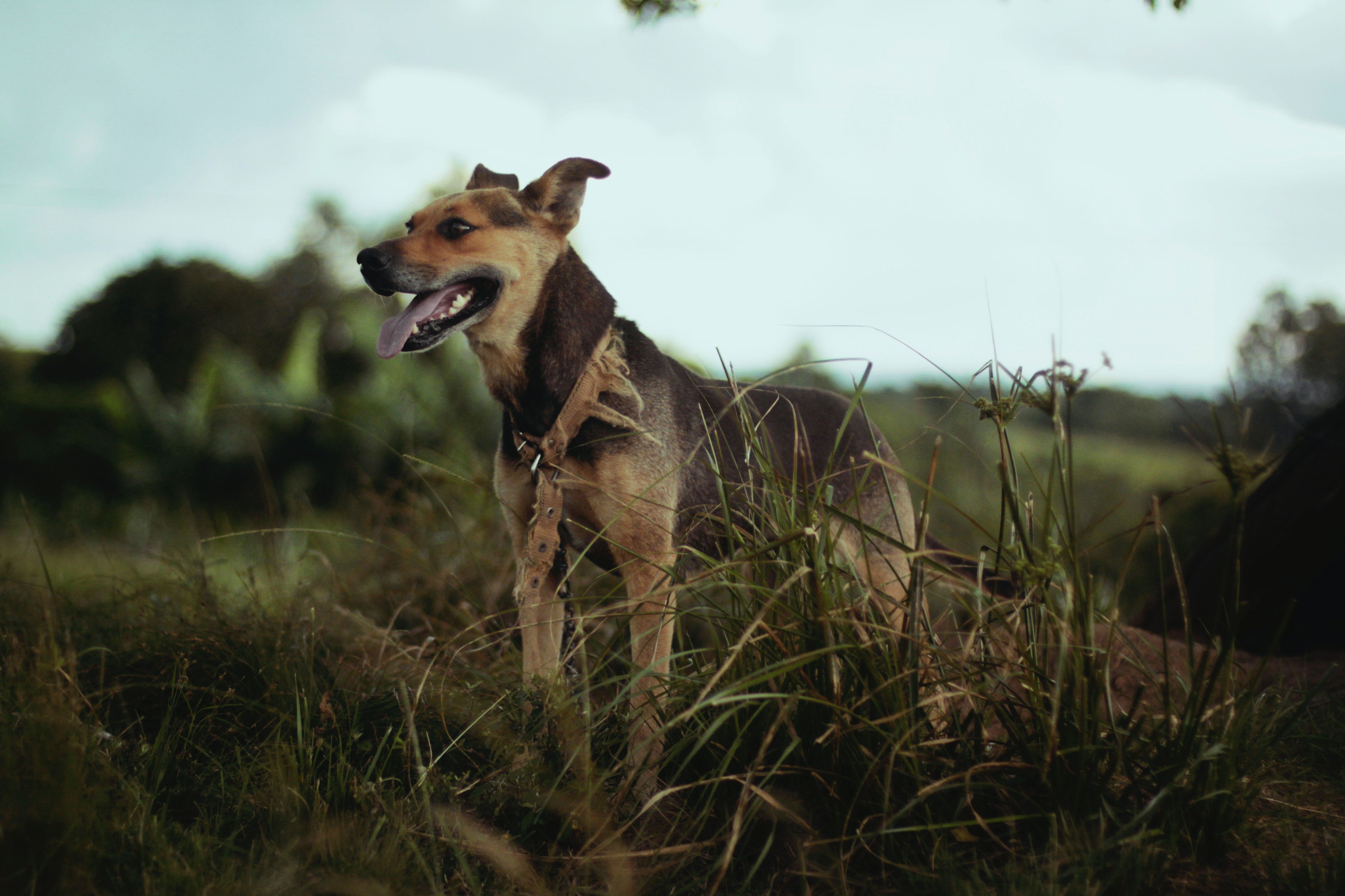 Understanding Prey Drive in Dogs