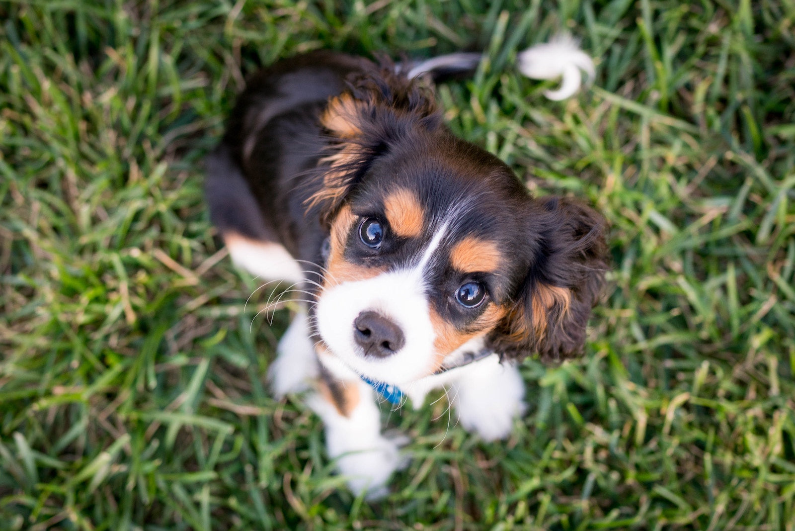 A Puppy Training Guide to Help You Start Off on the Right Paw