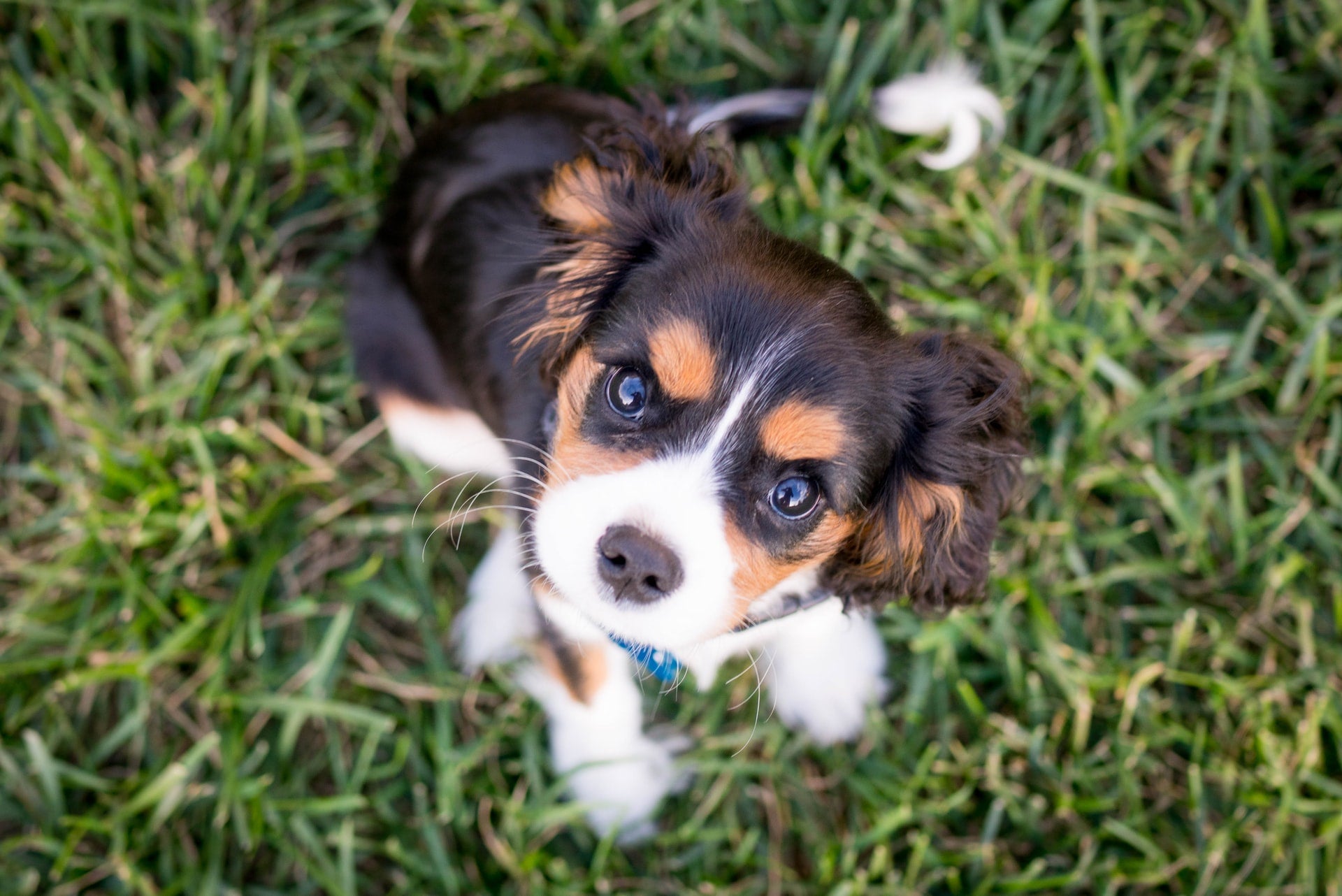 Puppy Potty Training 101