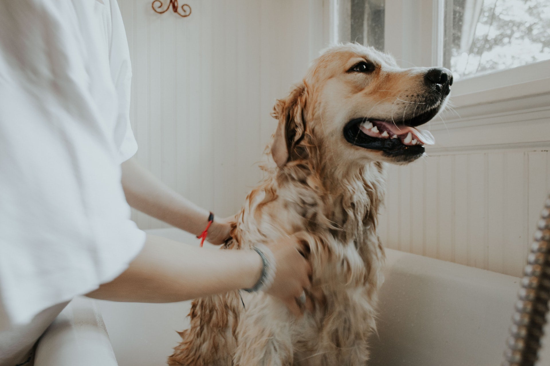 Bath Time Tips for Pet Parents