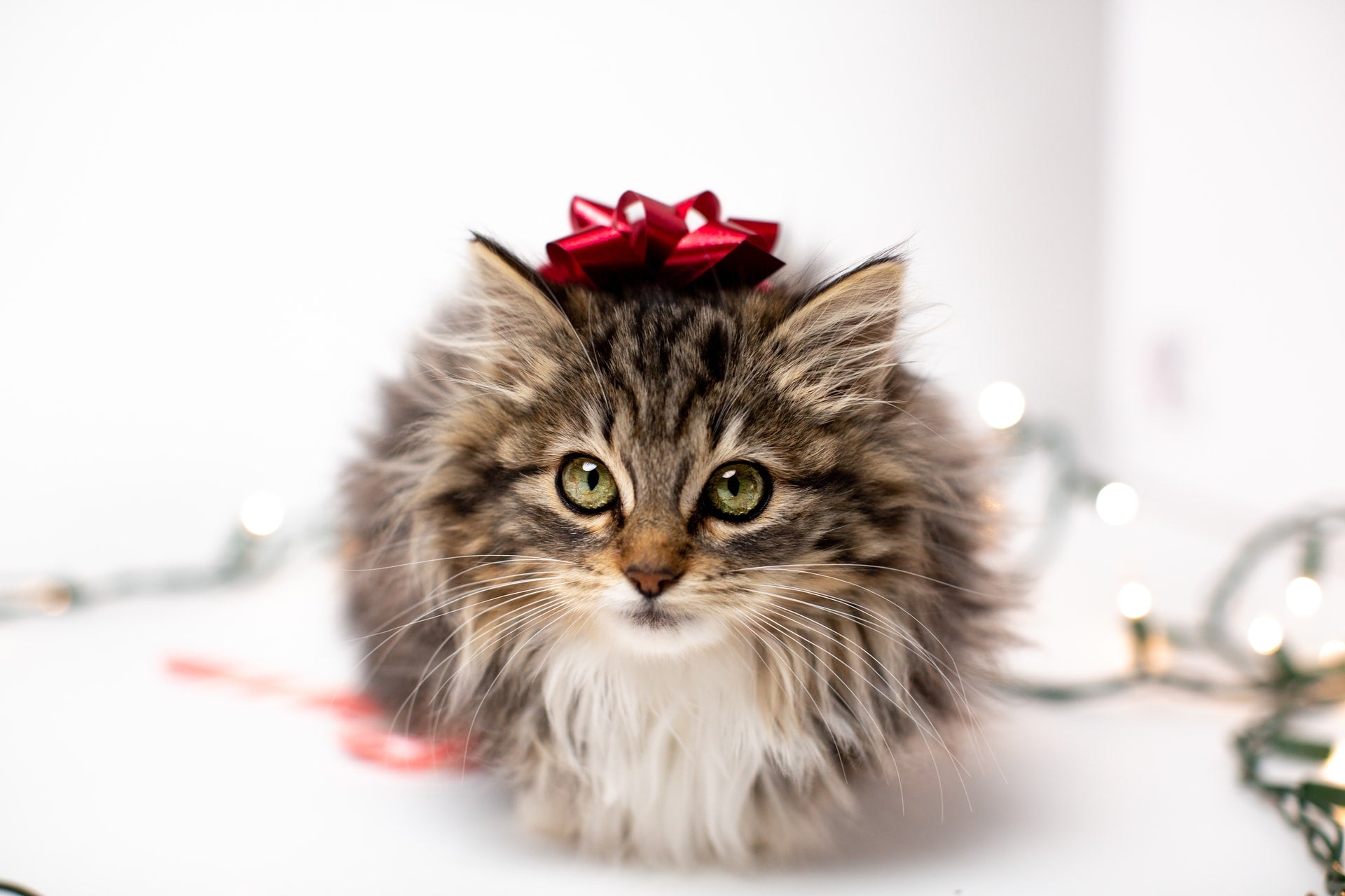 Ultimate Gift Guide for Cats