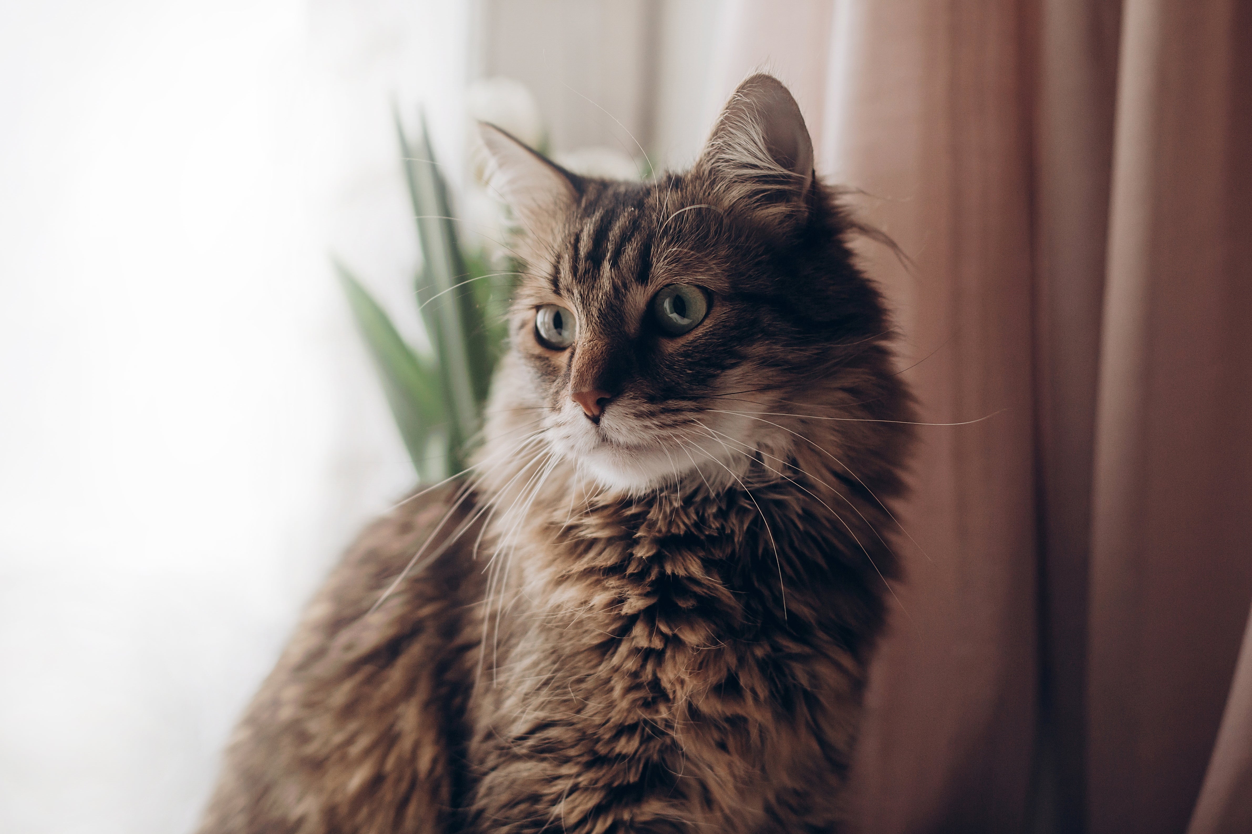 Battling Cat Dandruff: Causes, Treatment, and Products for a Fluffier Coat