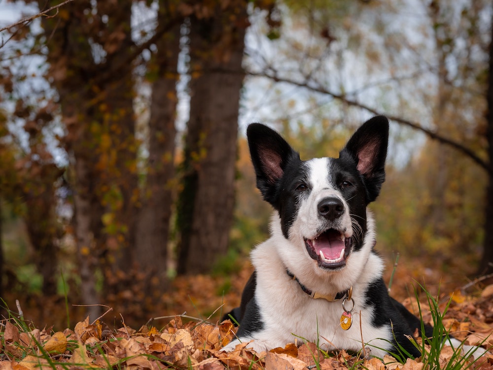 Natural Support For Dog Mites