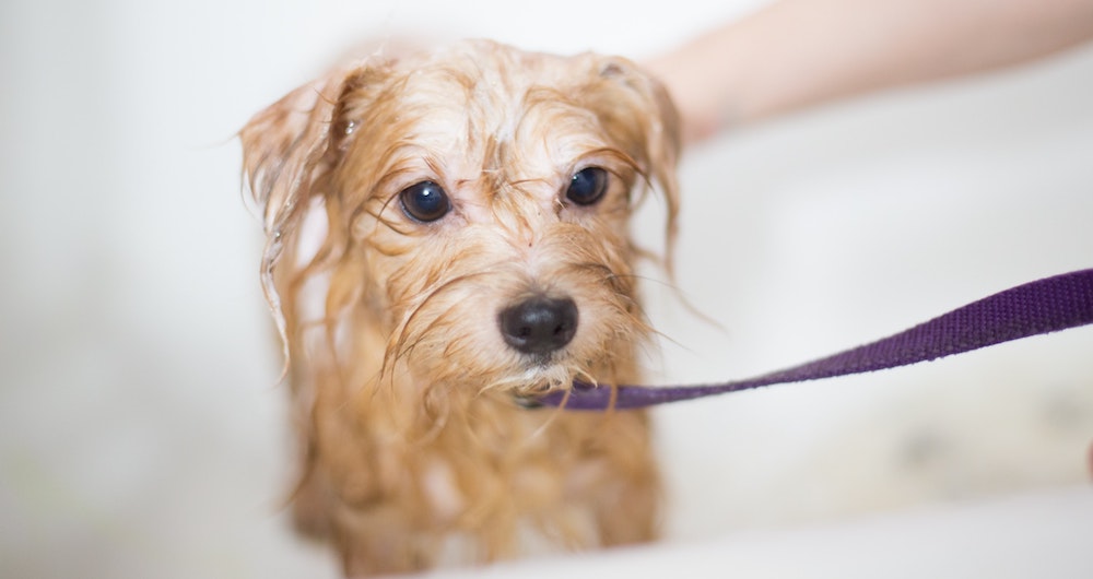 How Often Should You Bathe Your Dog?