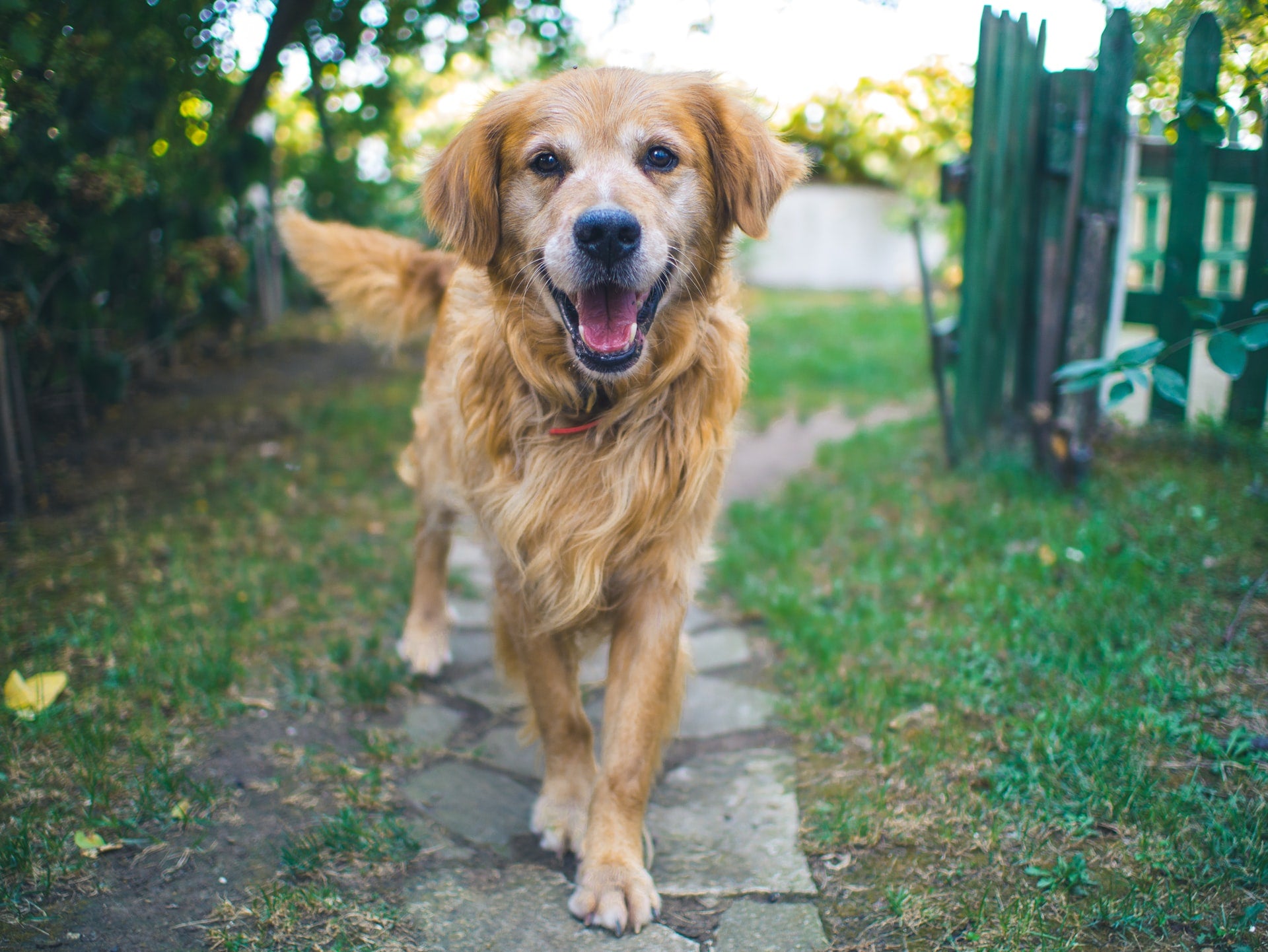 5 Common Dog Behaviors and What They Might Mean