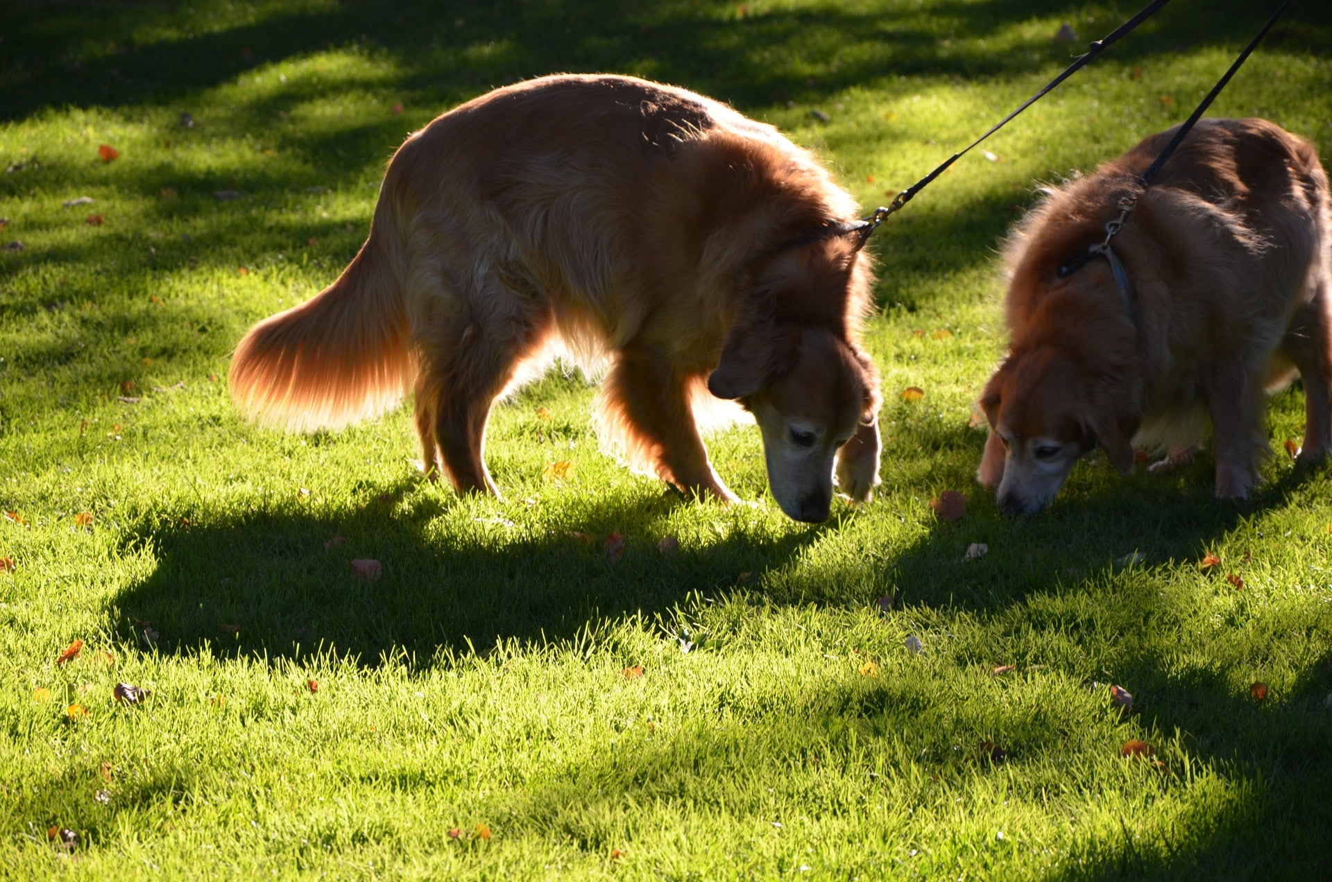 Dealing with a Stubborn Sniffer