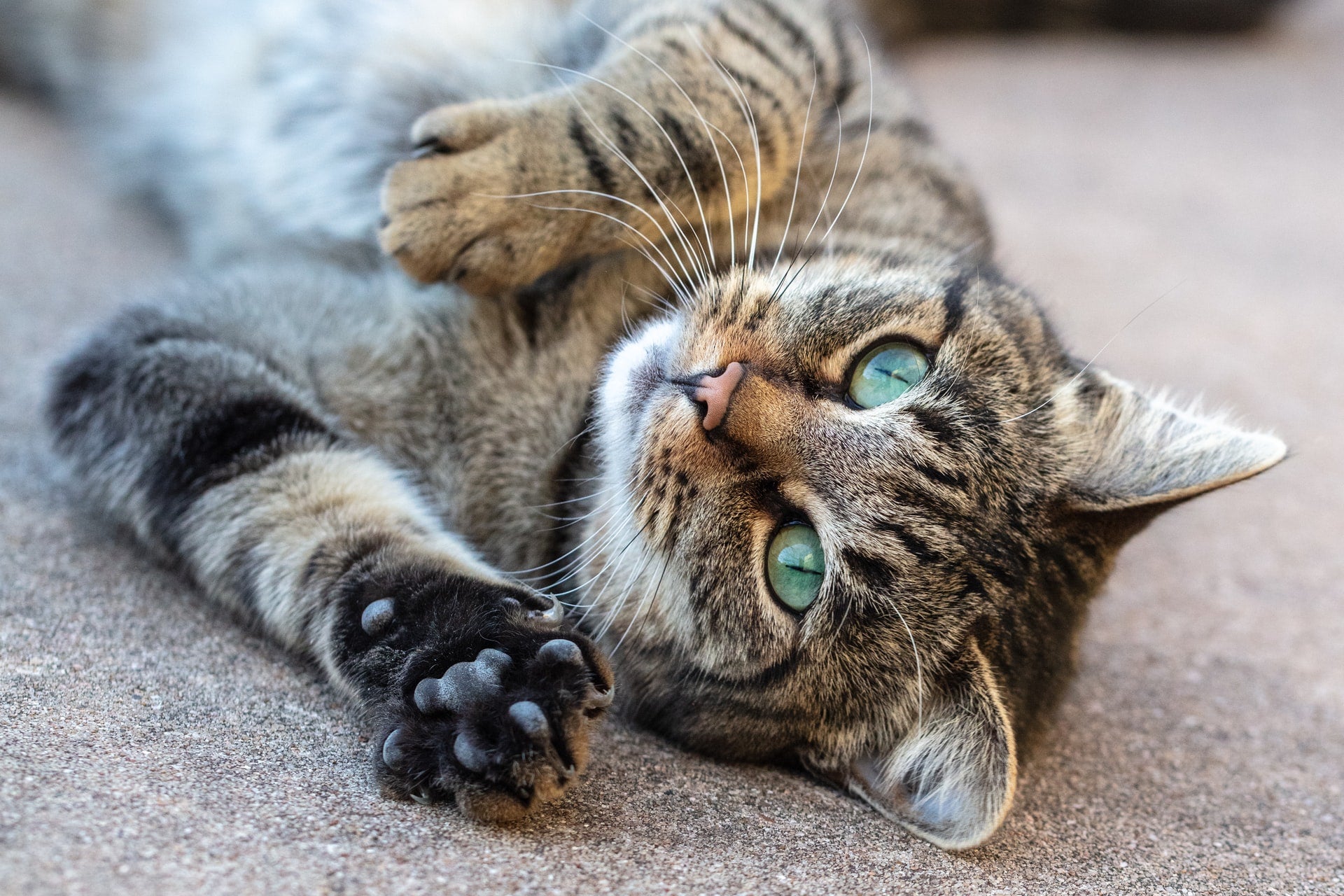 Declawing Cats: Why It’s Not a Good Idea