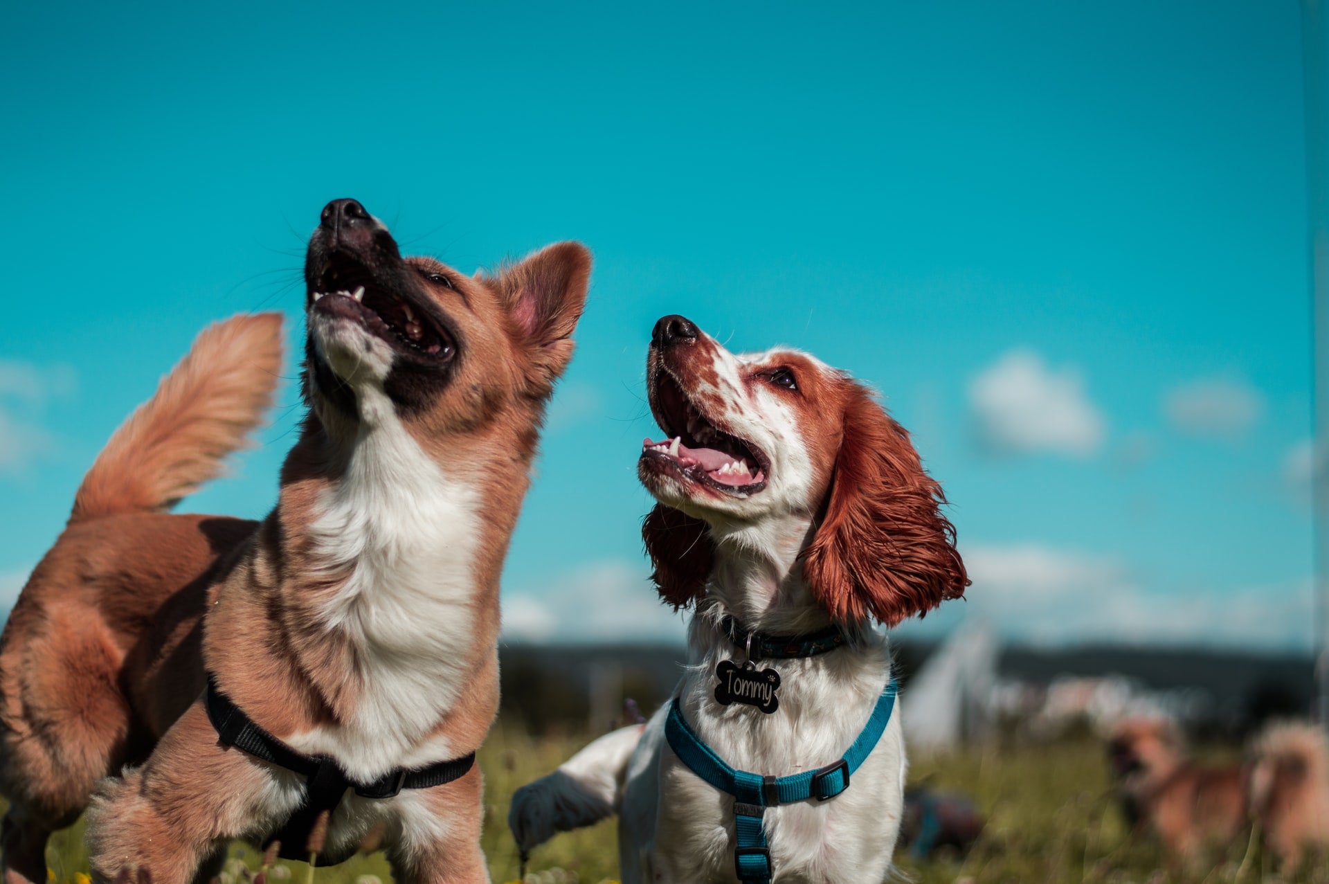 Introducing a New Dog to Your Household