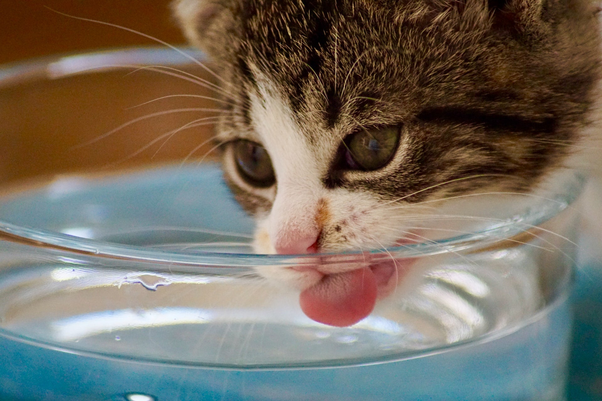 How to Keep Your Cat Hydrated