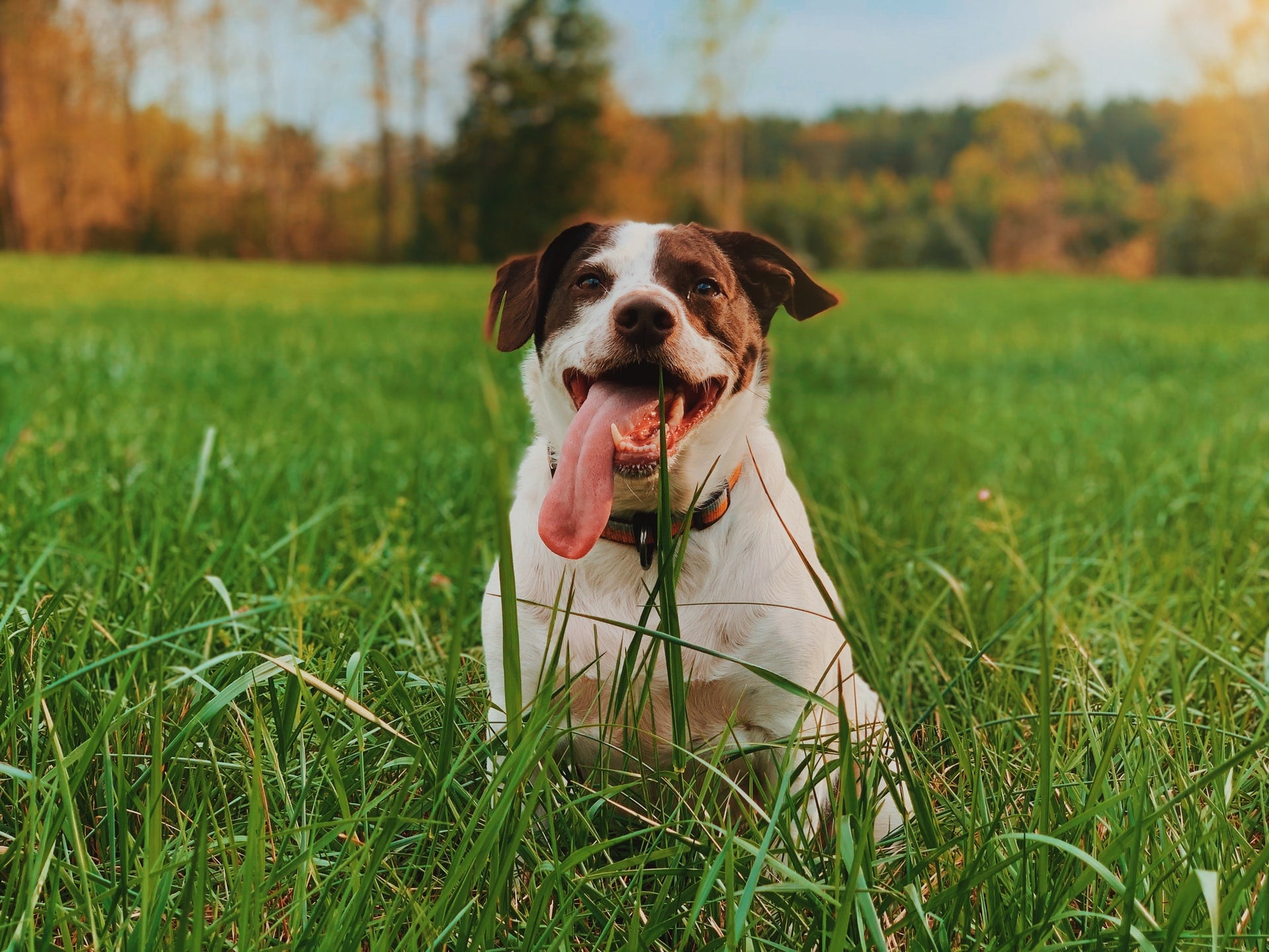 Why Does Dog Pee Ruin Grass? And Other FAQs