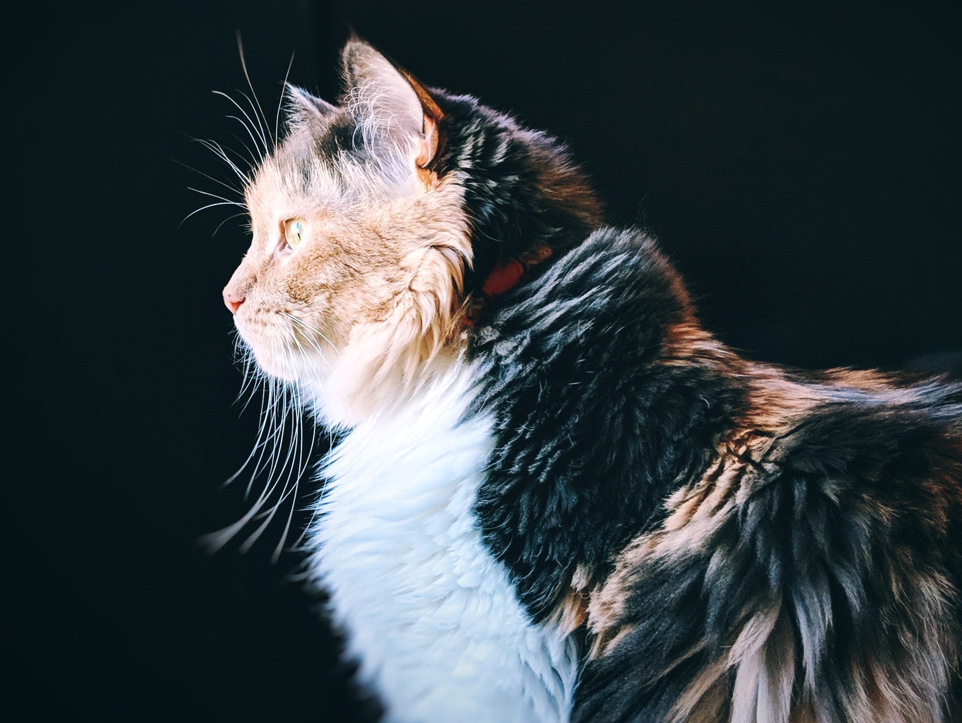 Caring for Your Cat’s Coat