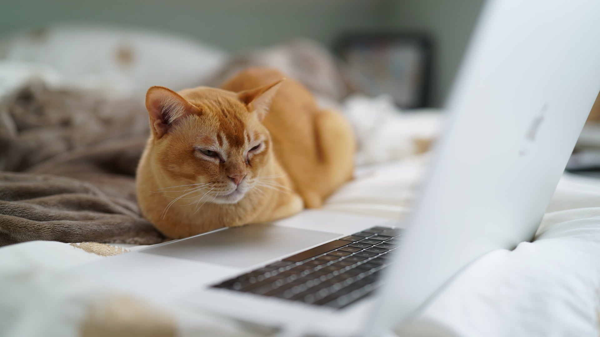 Everything You Need to Know About Virtual Vet Visits