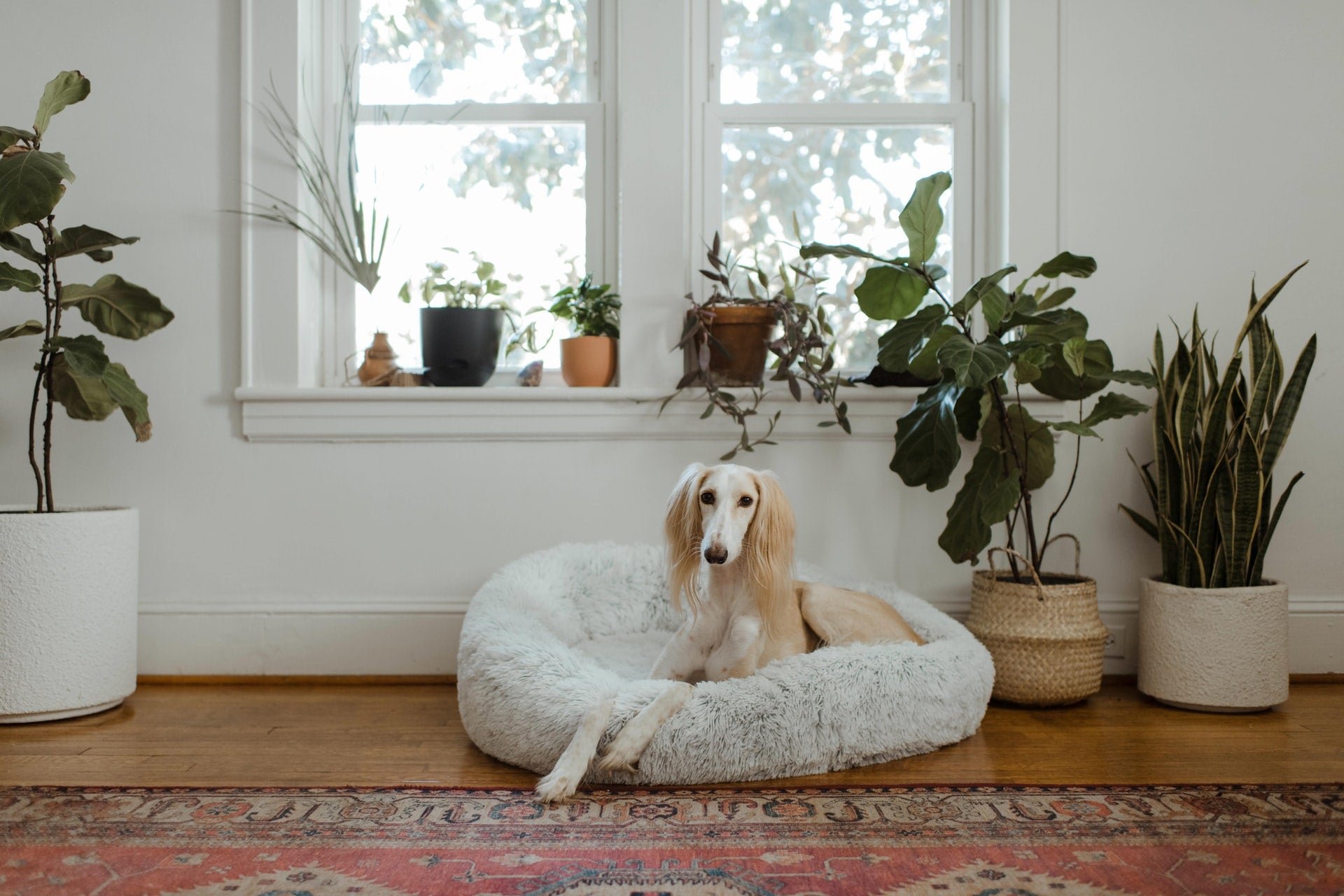 10 Houseplants That Are Dangerous for Dogs